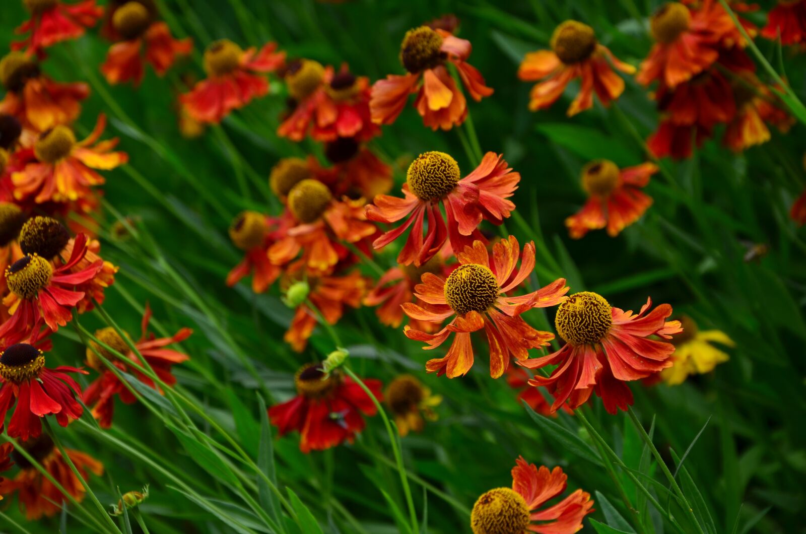 Nikon D5100 sample photo. Sun brews, helenium, composites photography