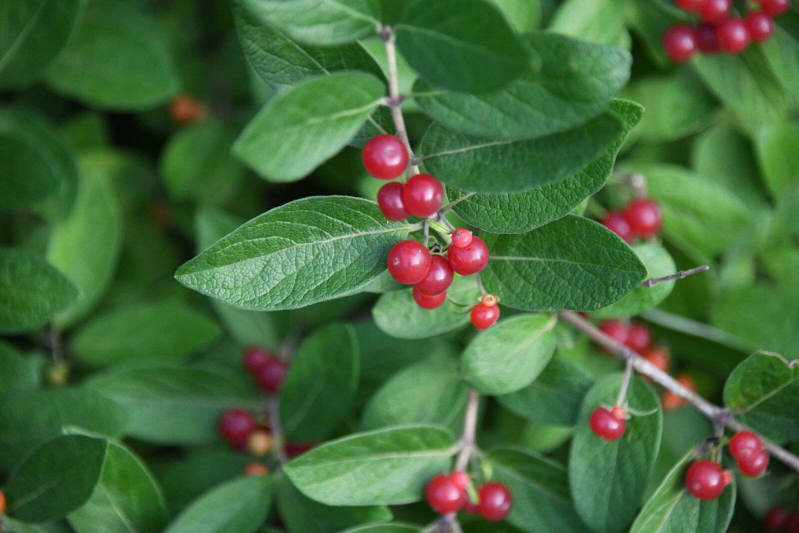 Nikon D850 sample photo. Honeysuckle, bush, asian photography