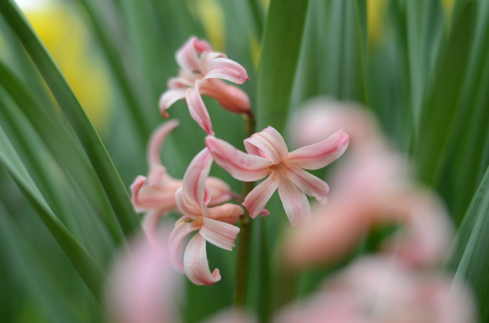 Nikon D5100 sample photo. Flower, pink, green photography