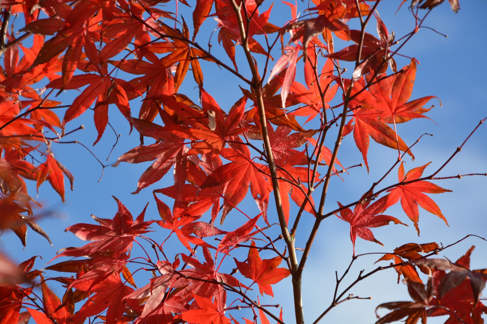 Nikon D5200 sample photo. Leaves maples, colors fall photography