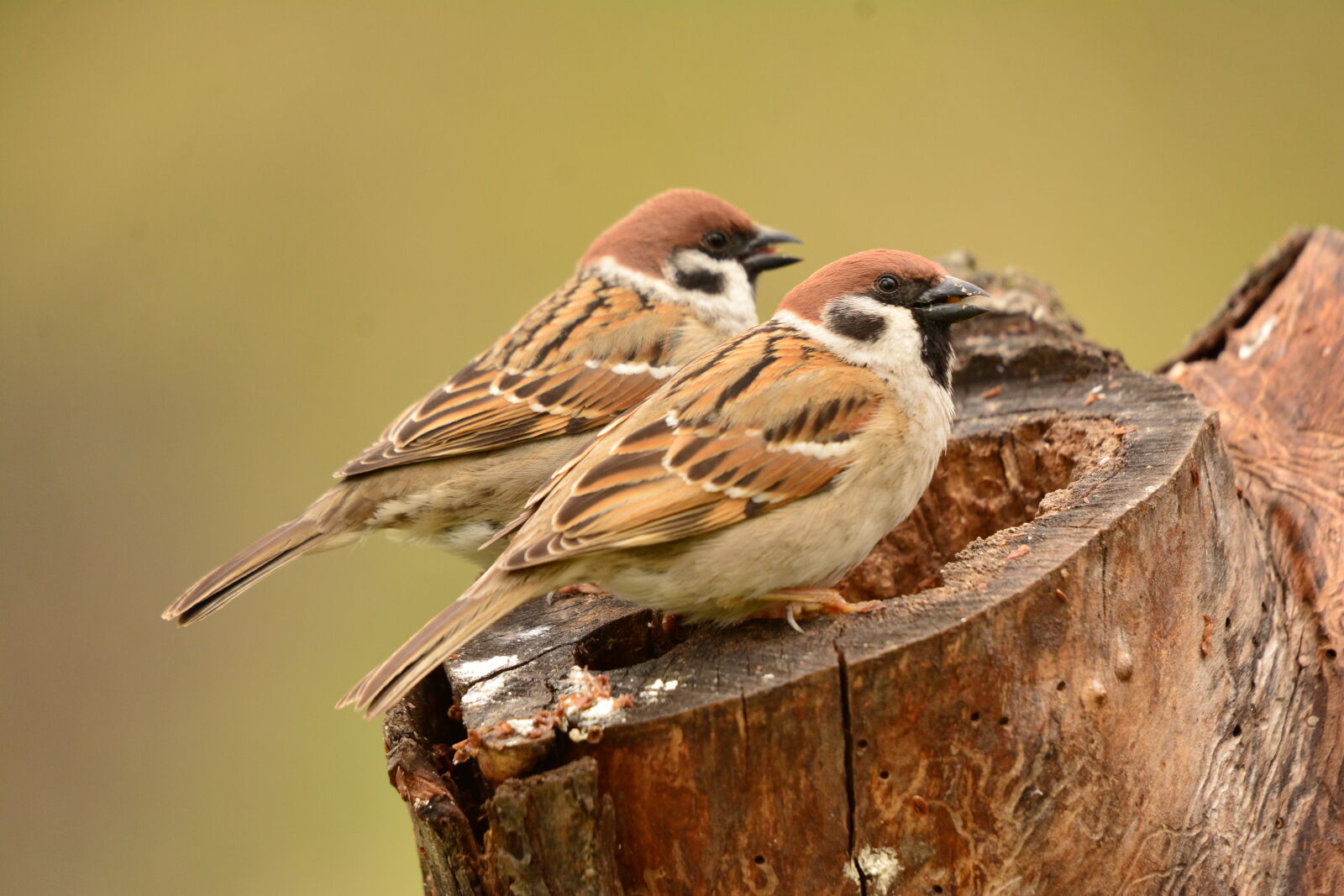 Nikon D7100 sample photo