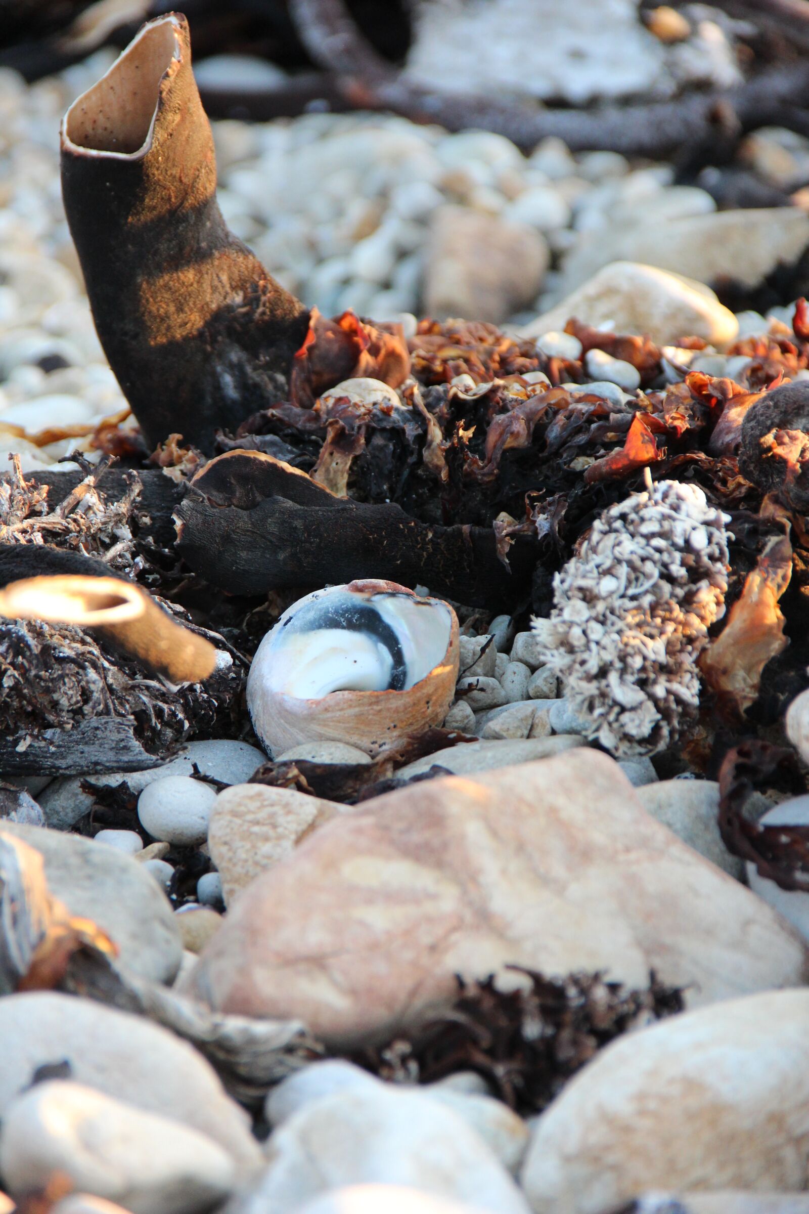 Canon EOS 600D (Rebel EOS T3i / EOS Kiss X5) sample photo. Seashells, seaside, beach photography
