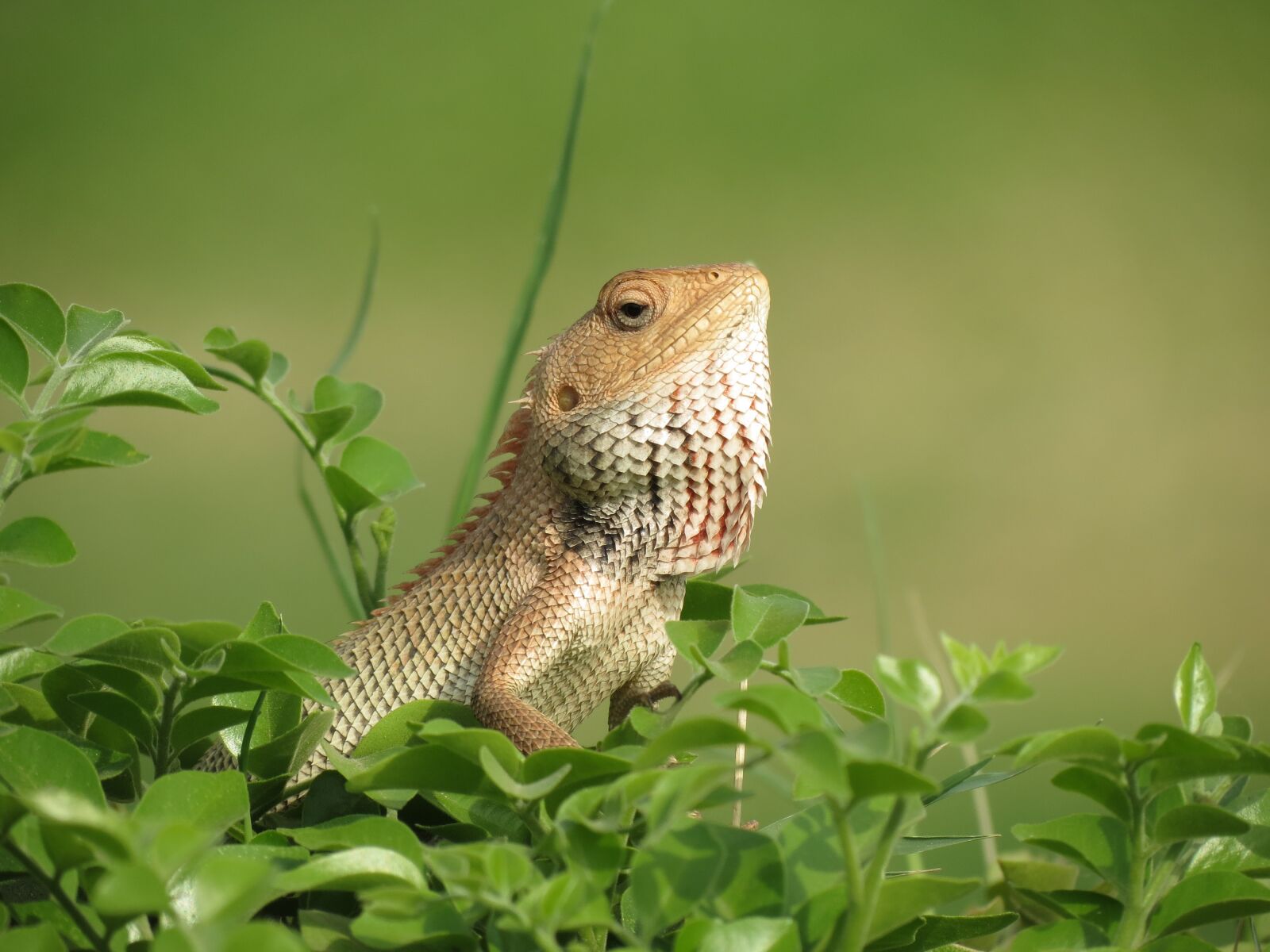 Canon PowerShot SX40 HS sample photo. Lizard, colorful, head photography