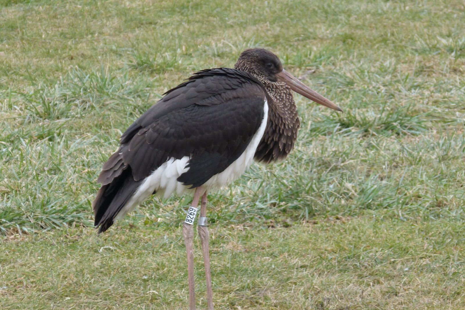 Panasonic DMC-FZ62 sample photo. Schwarzstorch, black stork, stork photography