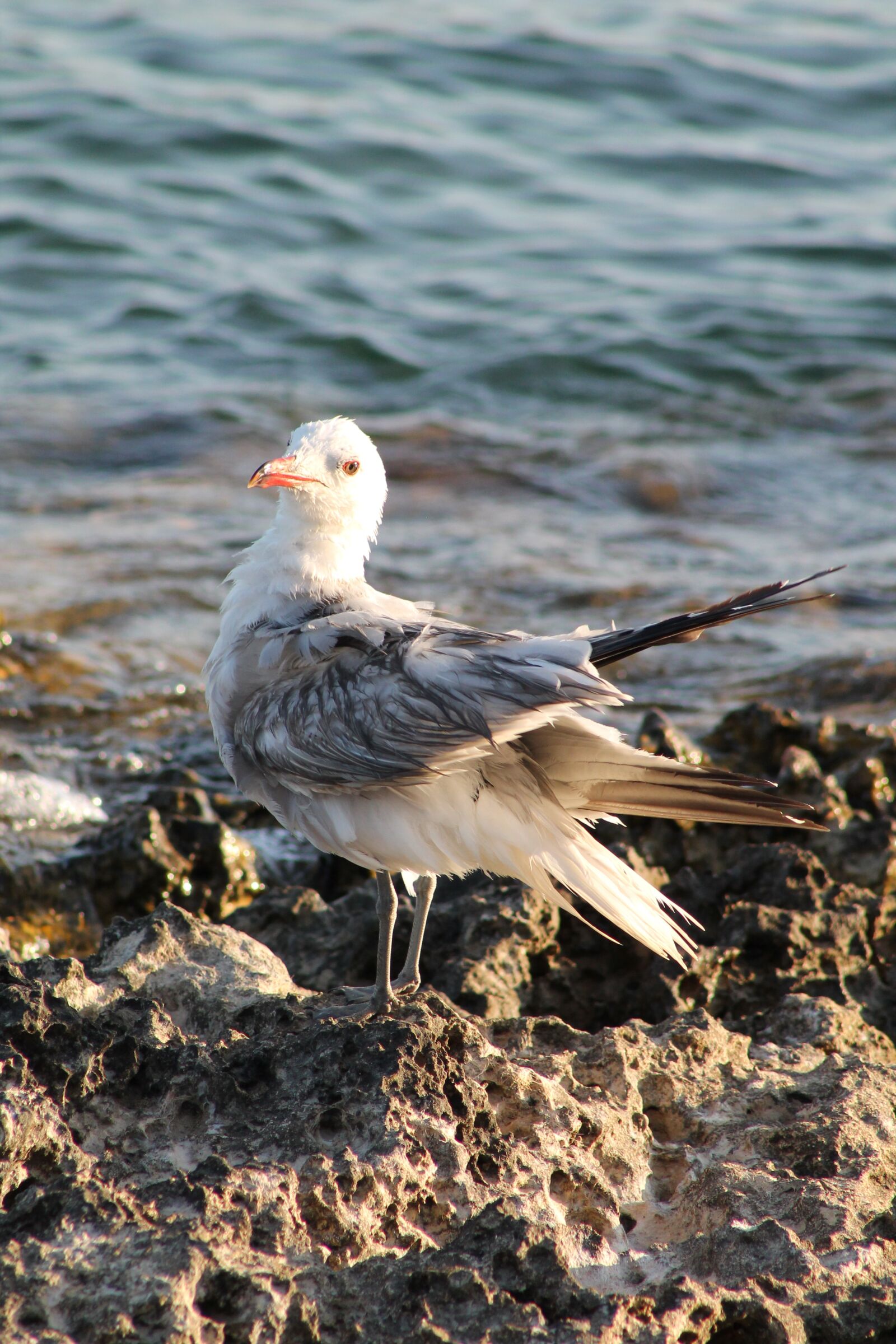 Canon EF75-300mm f/4-5.6 sample photo. Seagull, wet, bird photography
