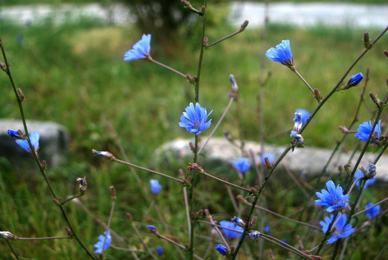 Sony Alpha DSLR-A200 sample photo. Blue, flowers, picture photography