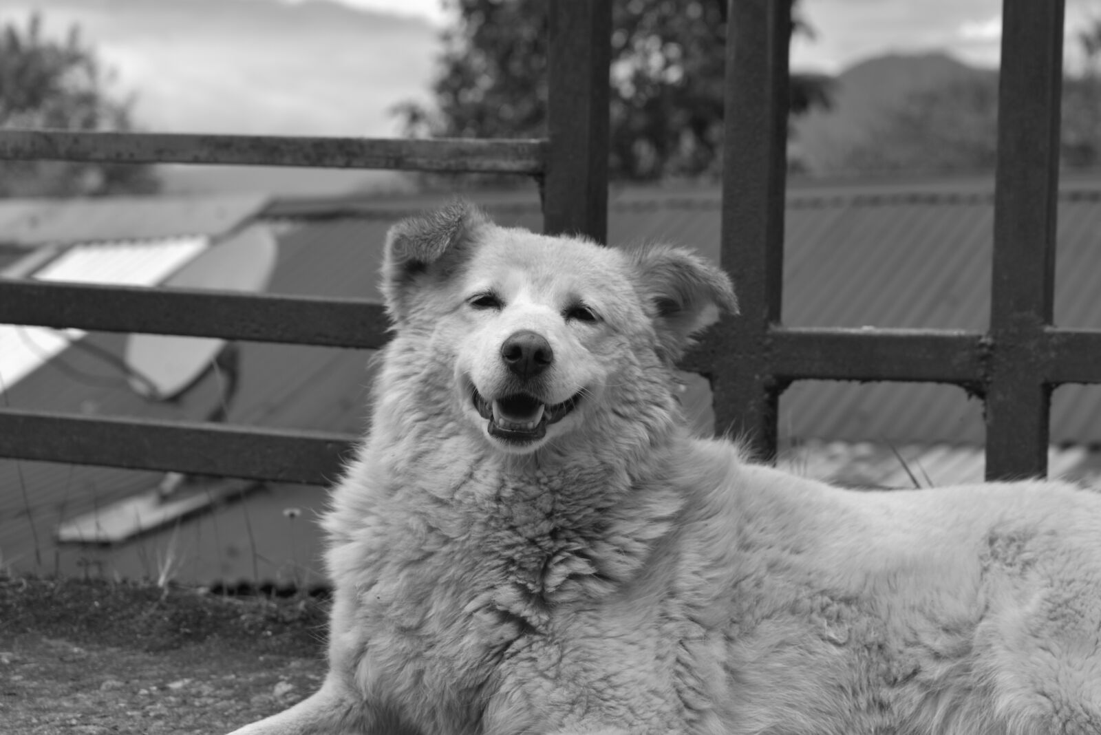 Nikon D3400 sample photo. Dog, animal, pet photography