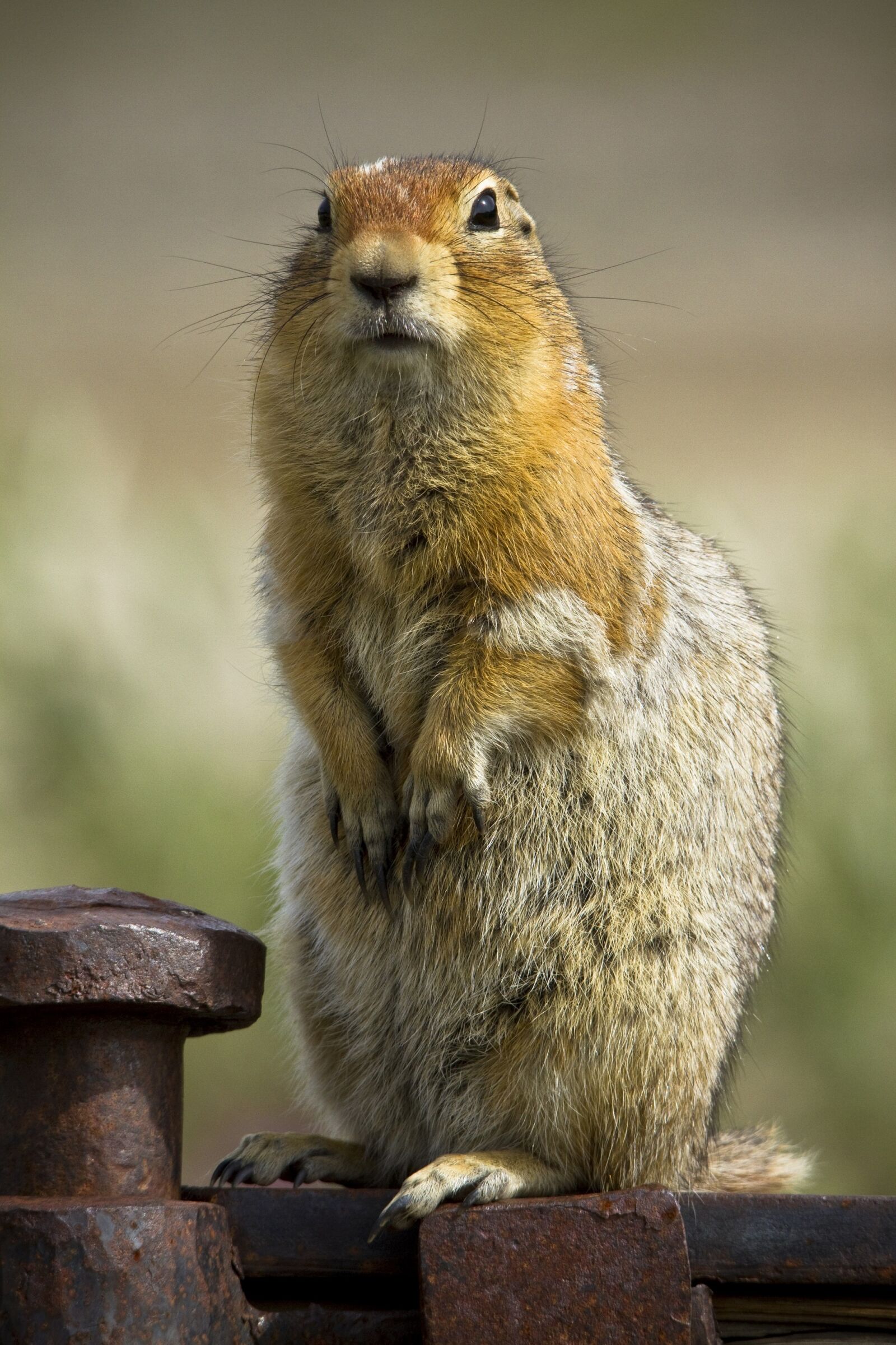 Canon EOS 7D sample photo. Squirrel, wildlife, nature photography