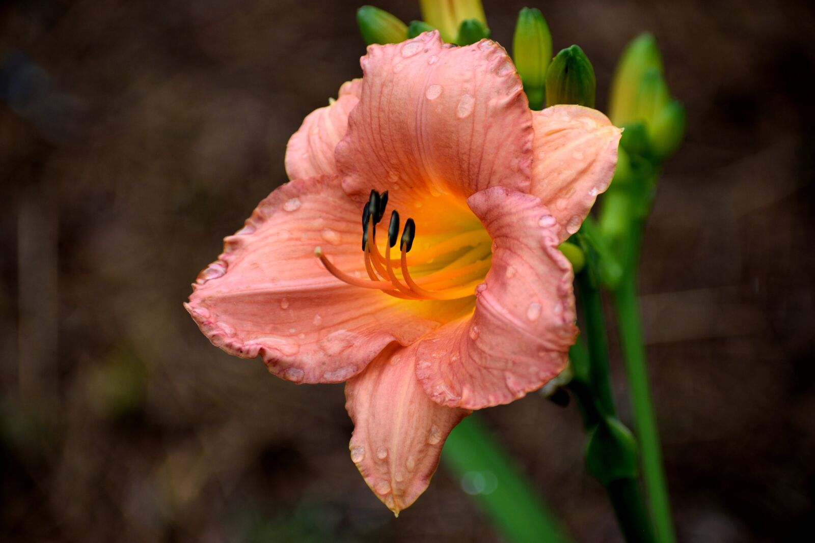 Nikon D3300 sample photo. Day lily, floral, flower photography