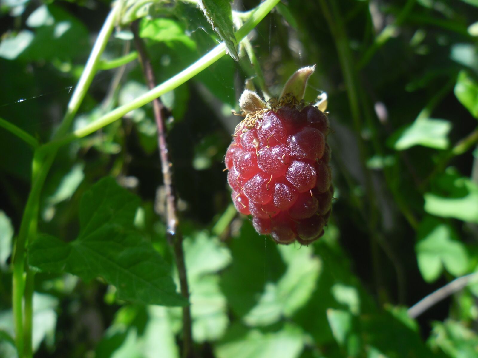 Samsung ES80/ ES81 sample photo. Raspberry, fruit, fruits photography