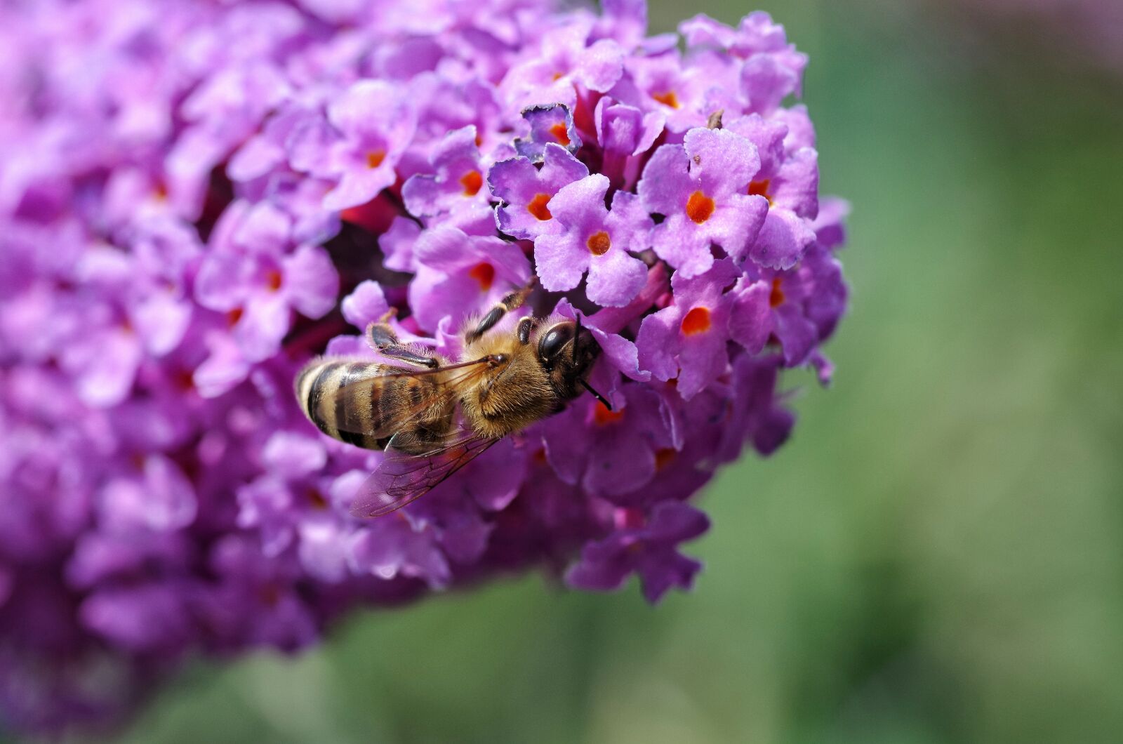 Pentax K-30 sample photo. Bee, summer lilac, honey photography