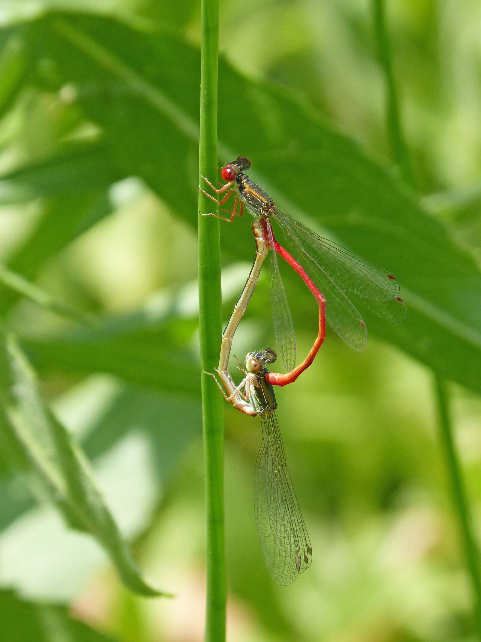 Panasonic DMC-FZ62 sample photo. Dragonfly, damselfly, leaf photography
