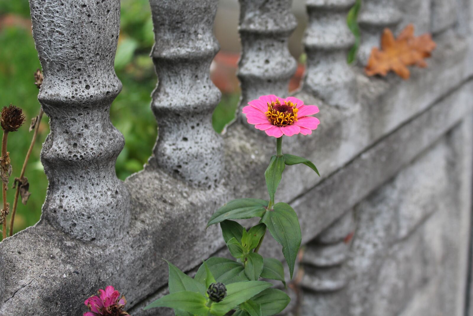 Canon EOS 1200D (EOS Rebel T5 / EOS Kiss X70 / EOS Hi) sample photo. Zinnia, flower, autumn photography