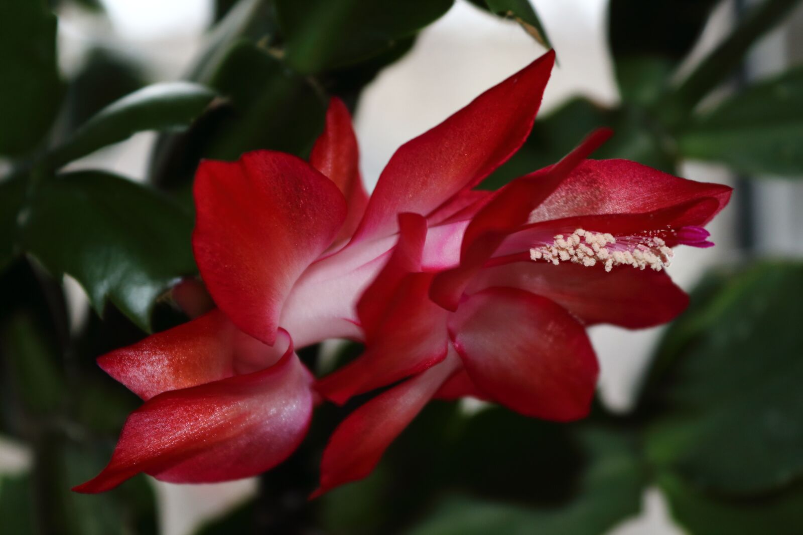Canon EOS 650D (EOS Rebel T4i / EOS Kiss X6i) sample photo. Decembrist, pink, flower photography
