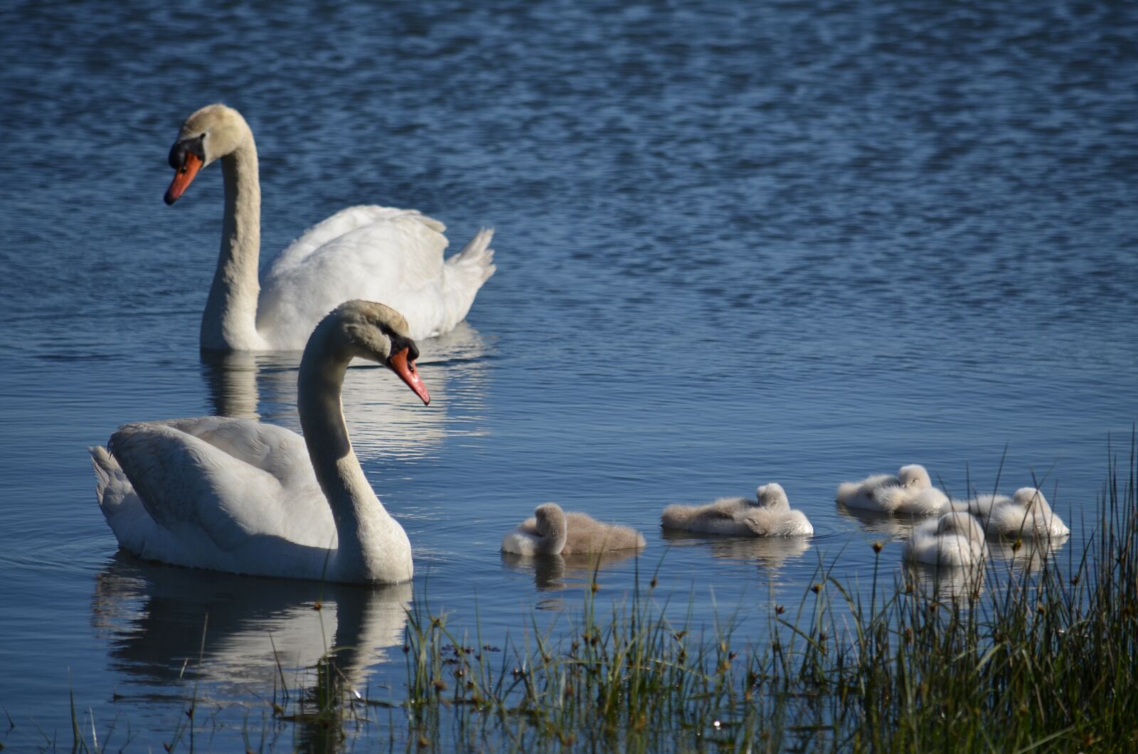 Nikon D5100 sample photo. Swans, galicia, sea photography