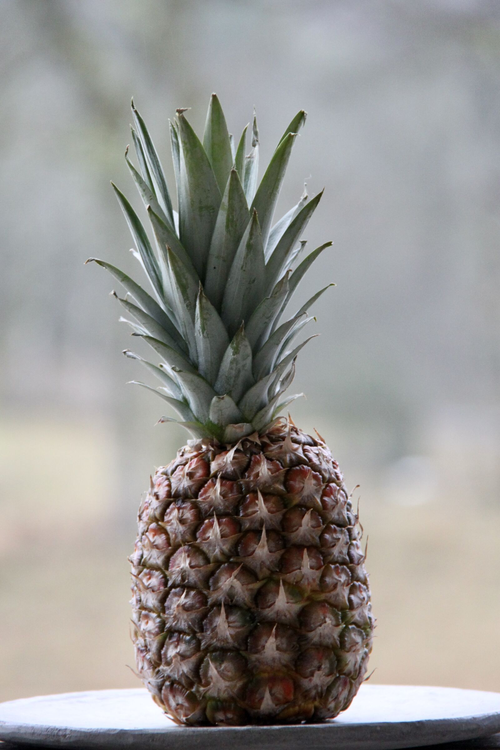 Canon EOS 500D (EOS Rebel T1i / EOS Kiss X3) sample photo. Pineapple, fruit, delicious photography