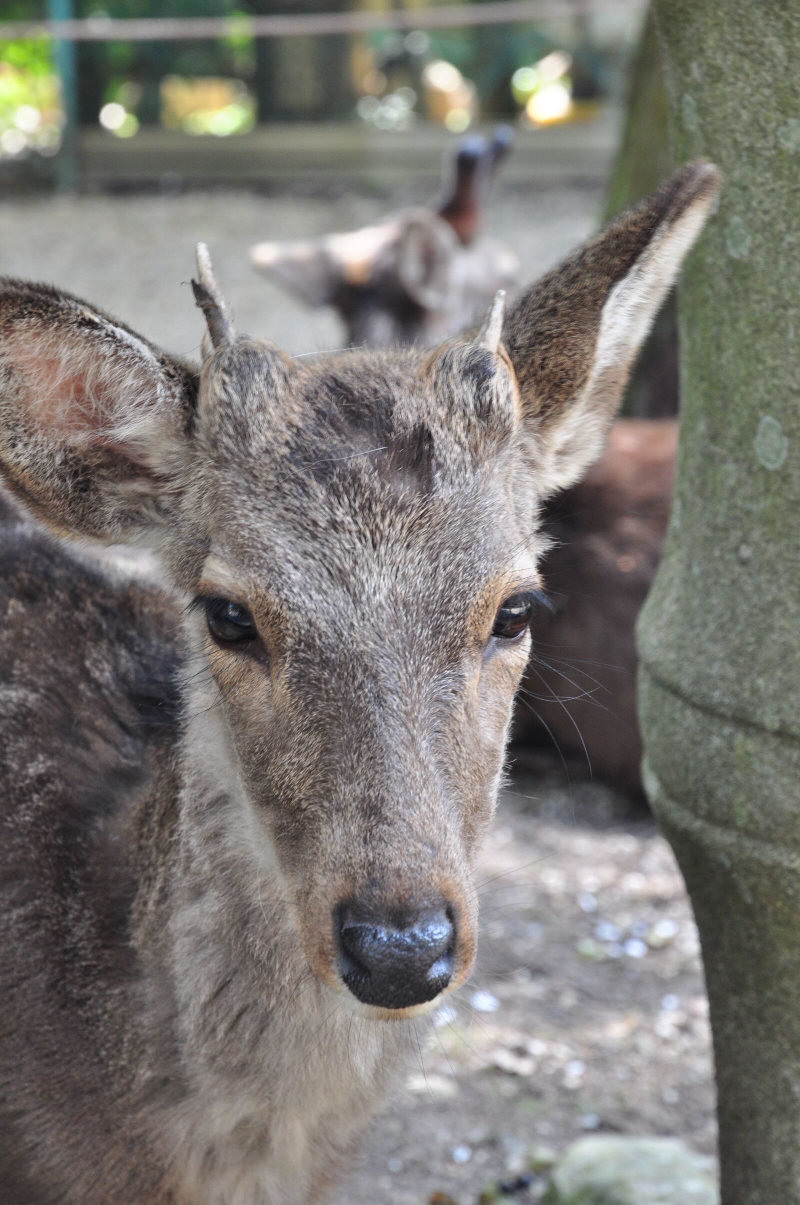 Nikon D5000 sample photo. Deer, xie, head photography