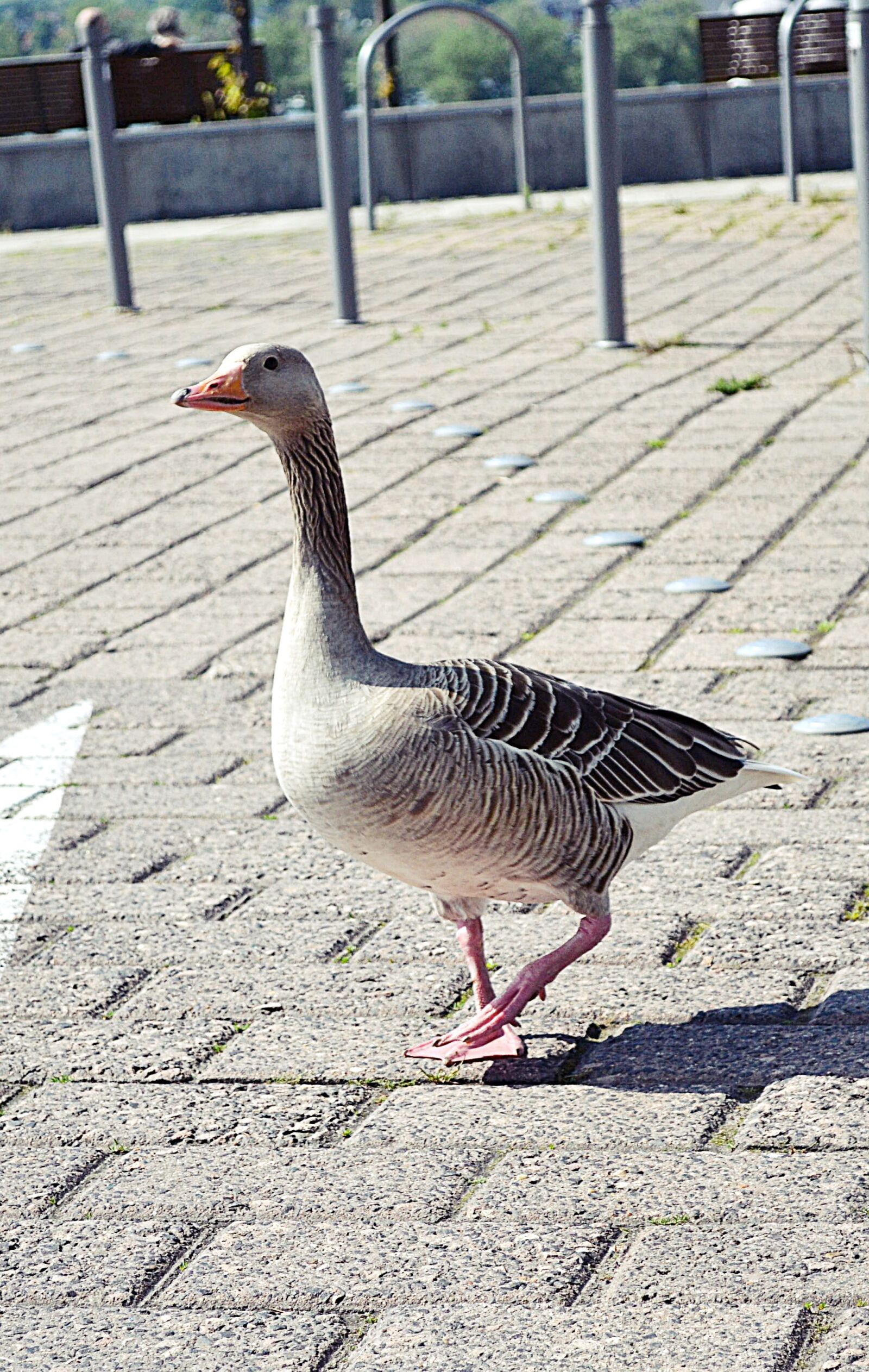 Nikon D3100 sample photo. Goose, bird, nature photography