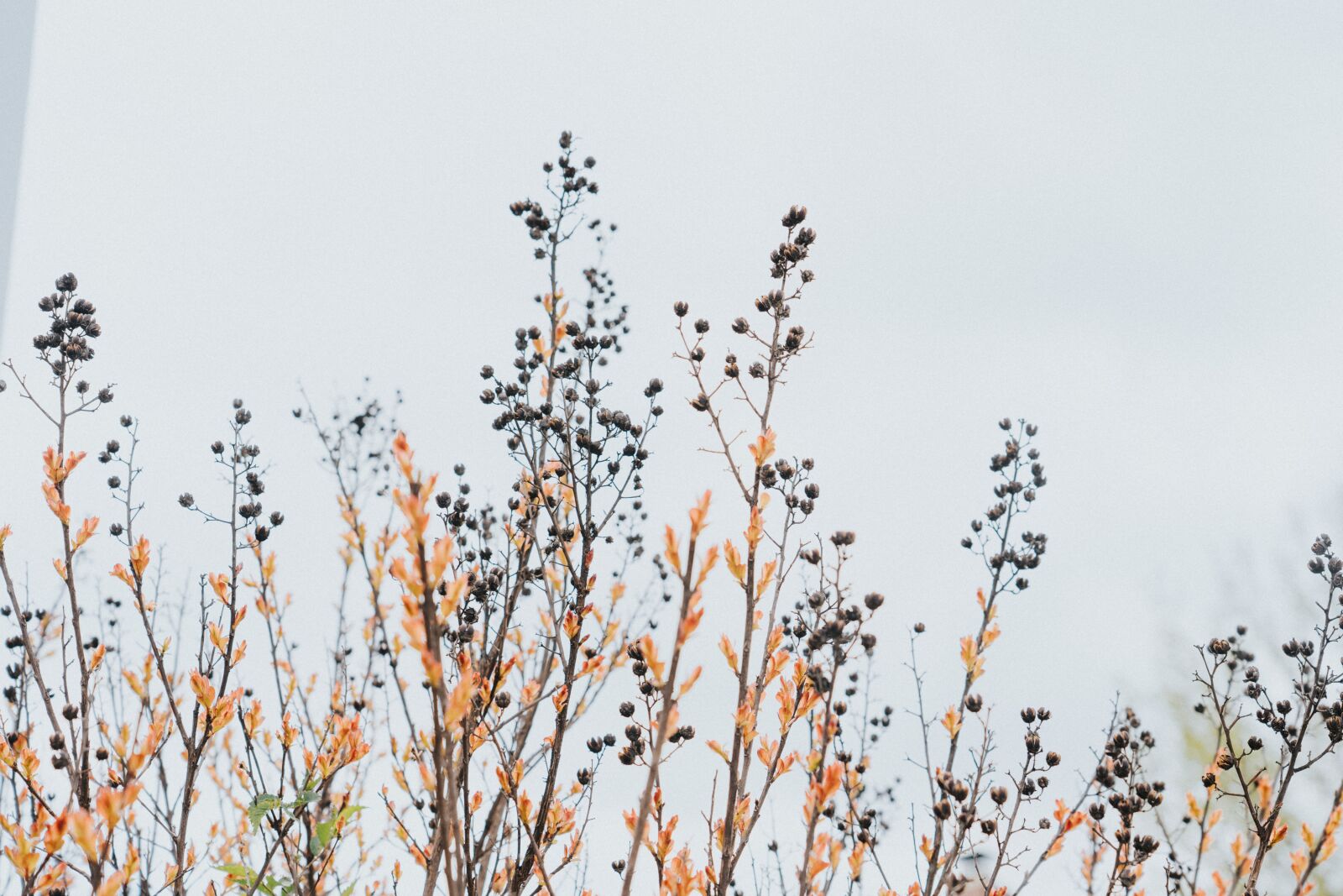 Sony FE 24-105mm F4 G OSS sample photo. Trees, background, nature photography