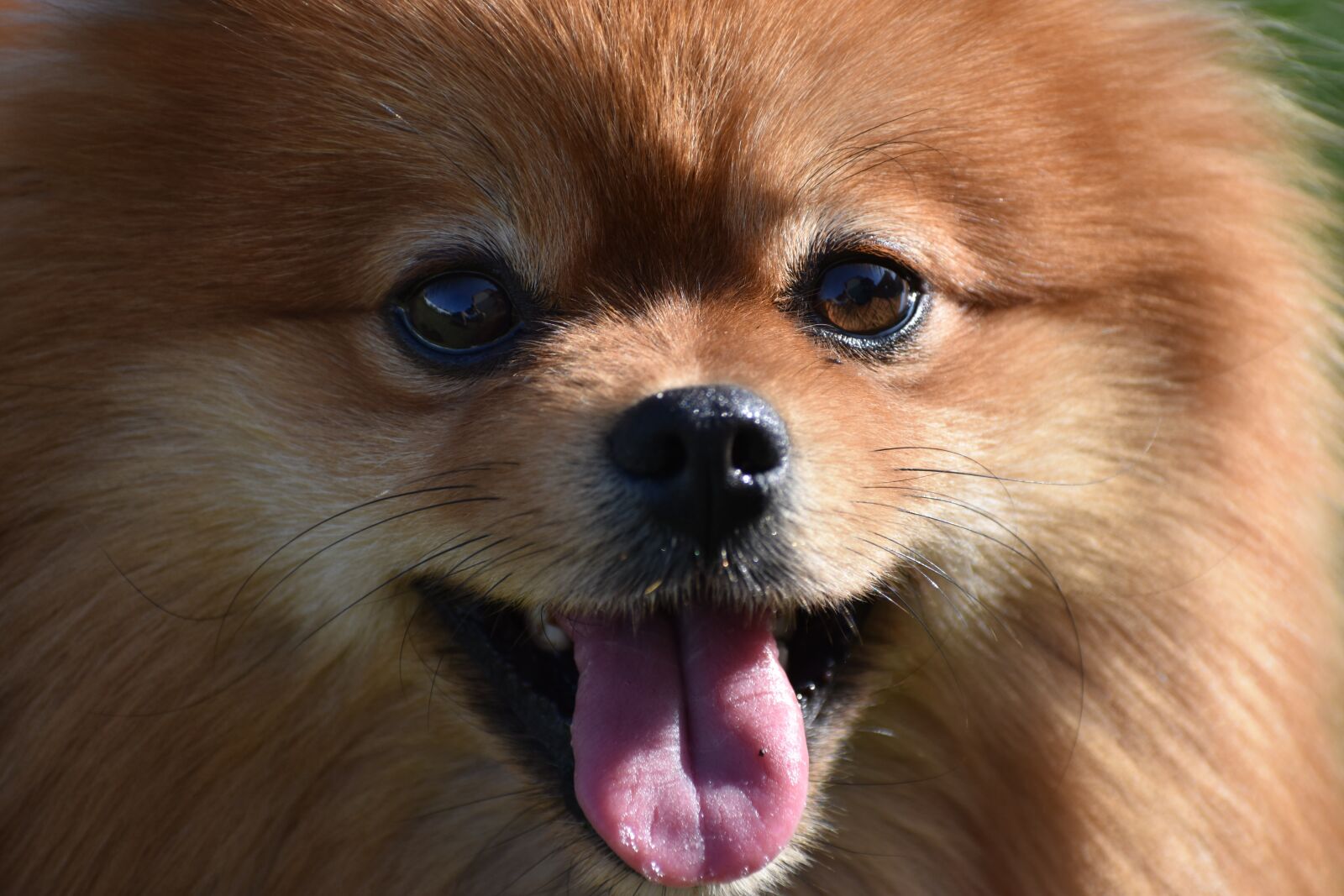 Nikon D3400 sample photo. Spitz, pomeranian, portrait photography