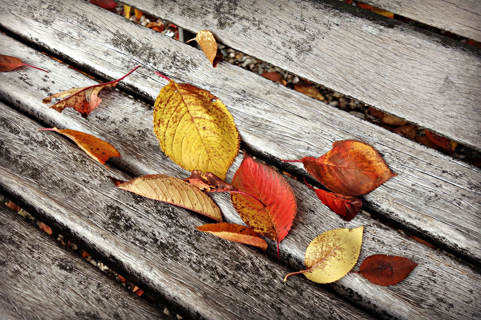 Sony Cyber-shot DSC-RX100 sample photo. Autumn leaf, fallen leaves photography