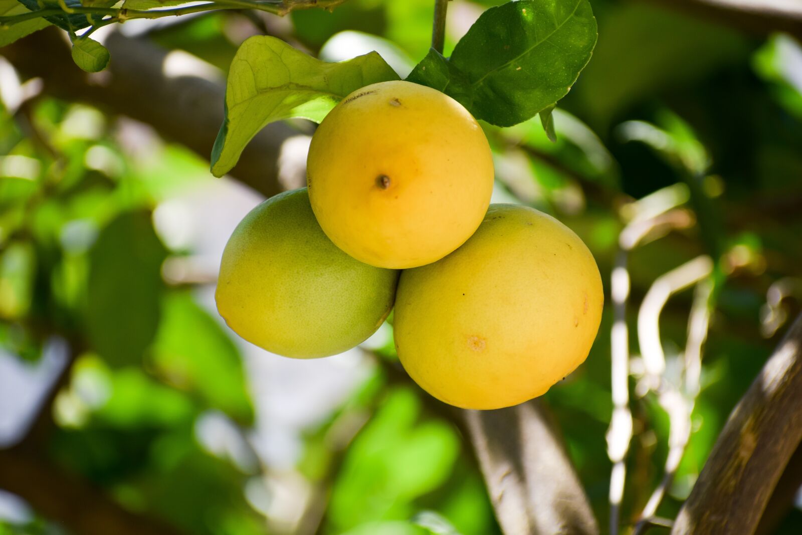 Nikon D3300 sample photo. Lemon, ripe, lime photography