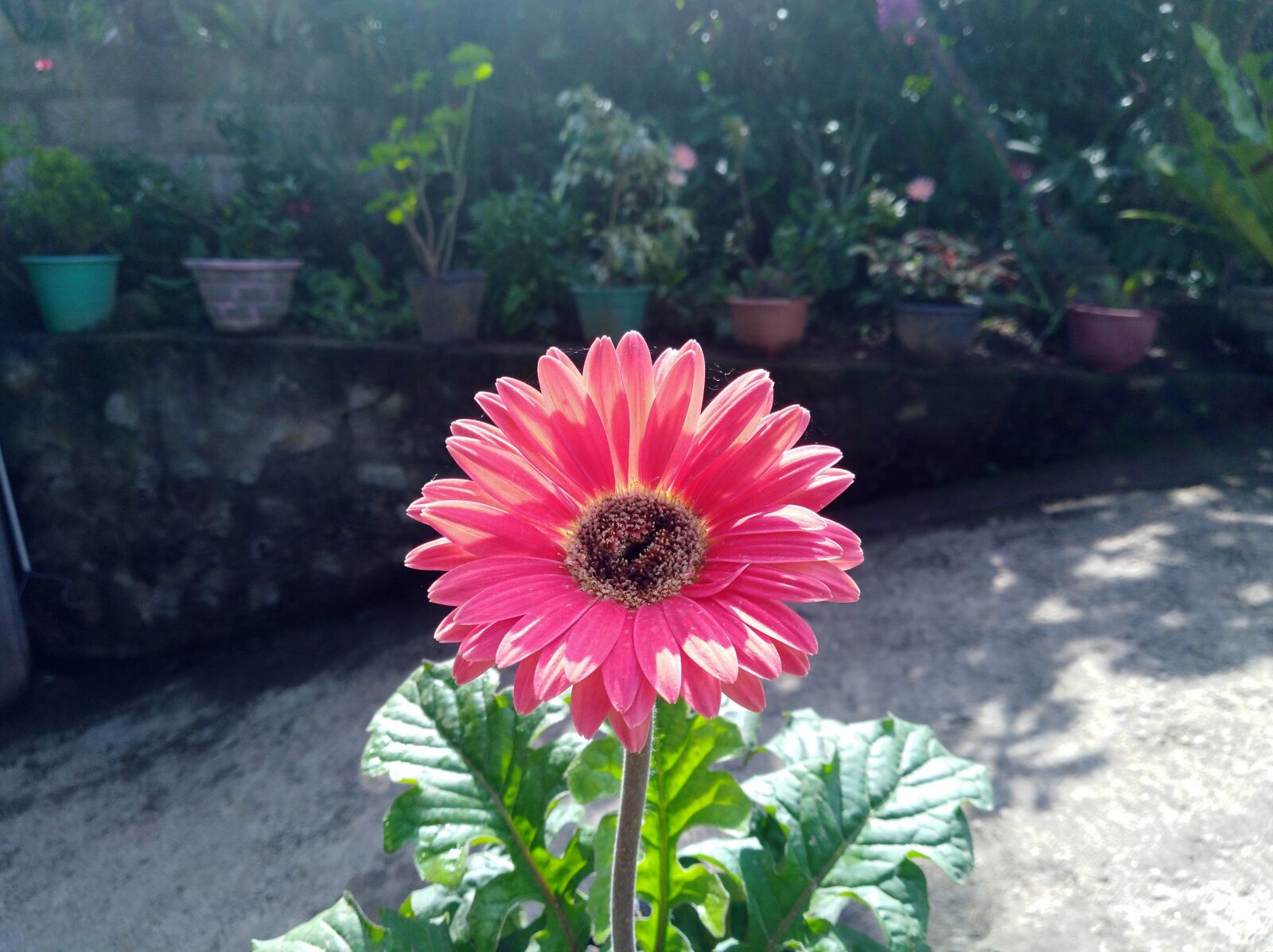 HUAWEI Y7 sample photo. Pink flower, garden, pink photography
