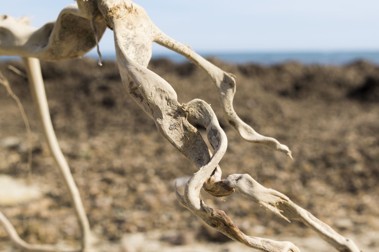 Nikon D5300 sample photo. Branch, sea, beach photography