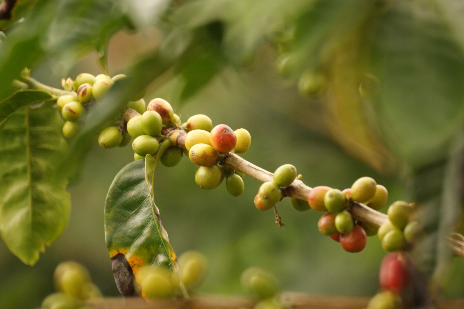 Sony Alpha DSLR-A390 sample photo. Landscape, coffee, colombia photography