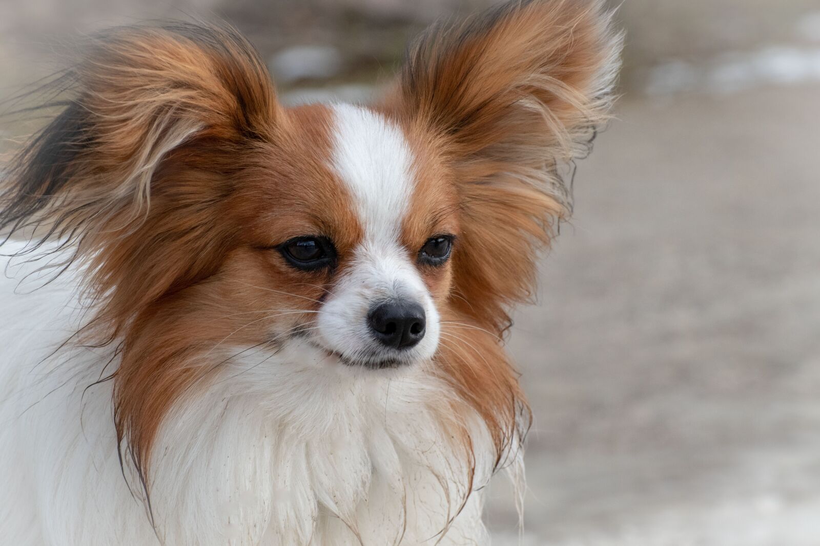 Canon EOS 200D (EOS Rebel SL2 / EOS Kiss X9) sample photo. Dog, dwarf spaniel, papillon photography