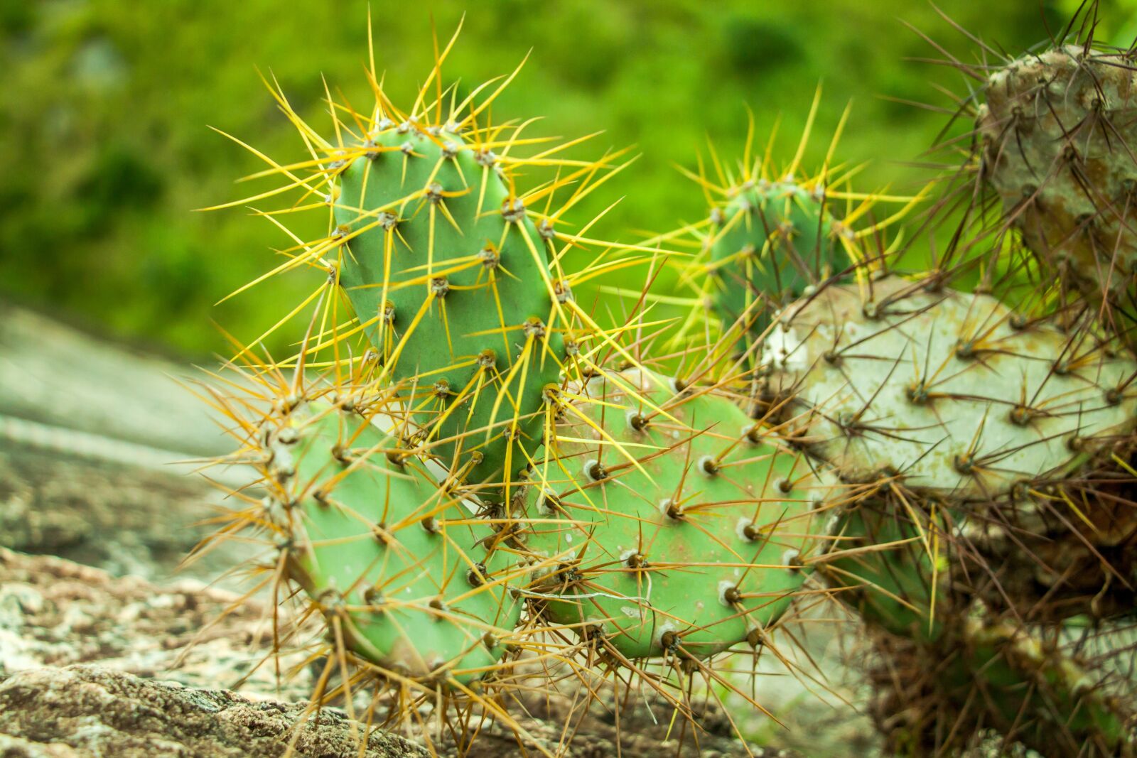 Canon EOS 50D sample photo. Cactus, spine, nature photography