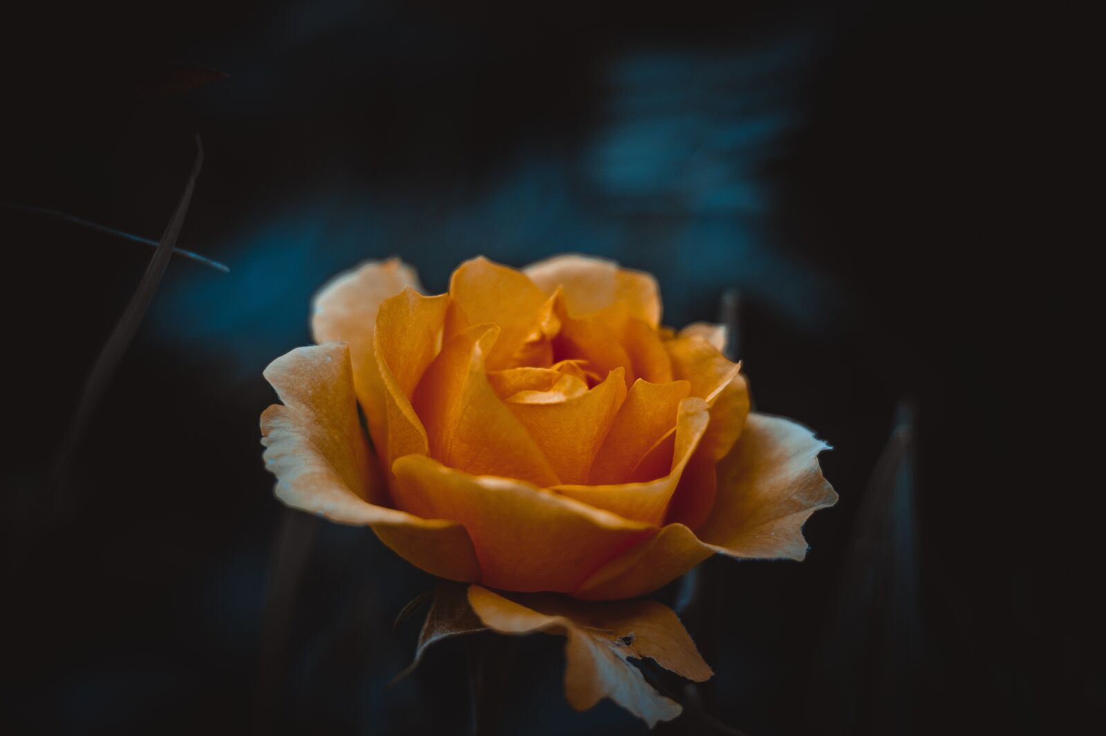 Sony 85mm F2.8 SAM sample photo. Rose, yellow, flower photography