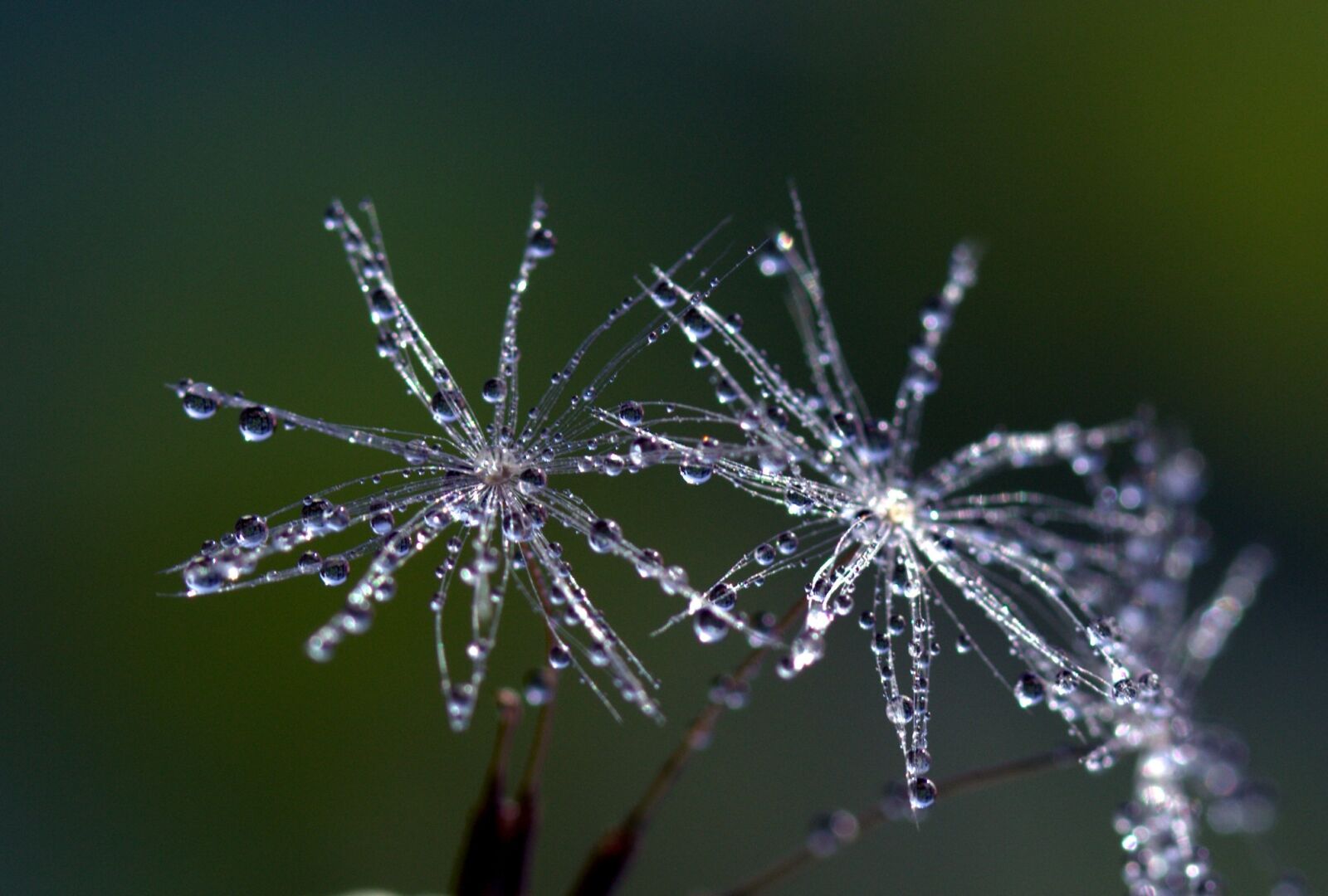 Canon EF-S 60mm F2.8 Macro USM sample photo. Dandelion, drops, macro photography