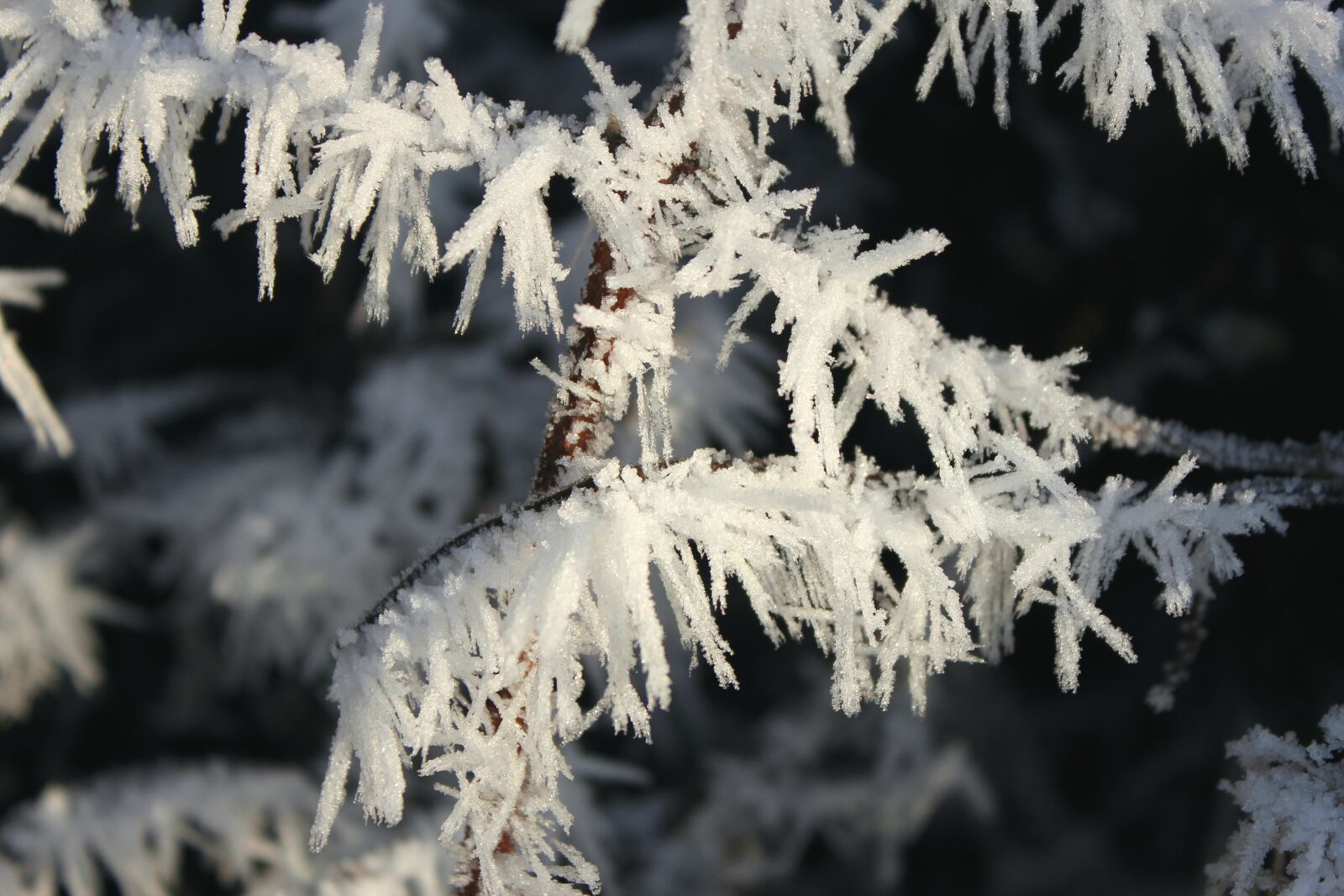 Canon EOS 600D (Rebel EOS T3i / EOS Kiss X5) sample photo. Winter, eiskristalle, frozen photography