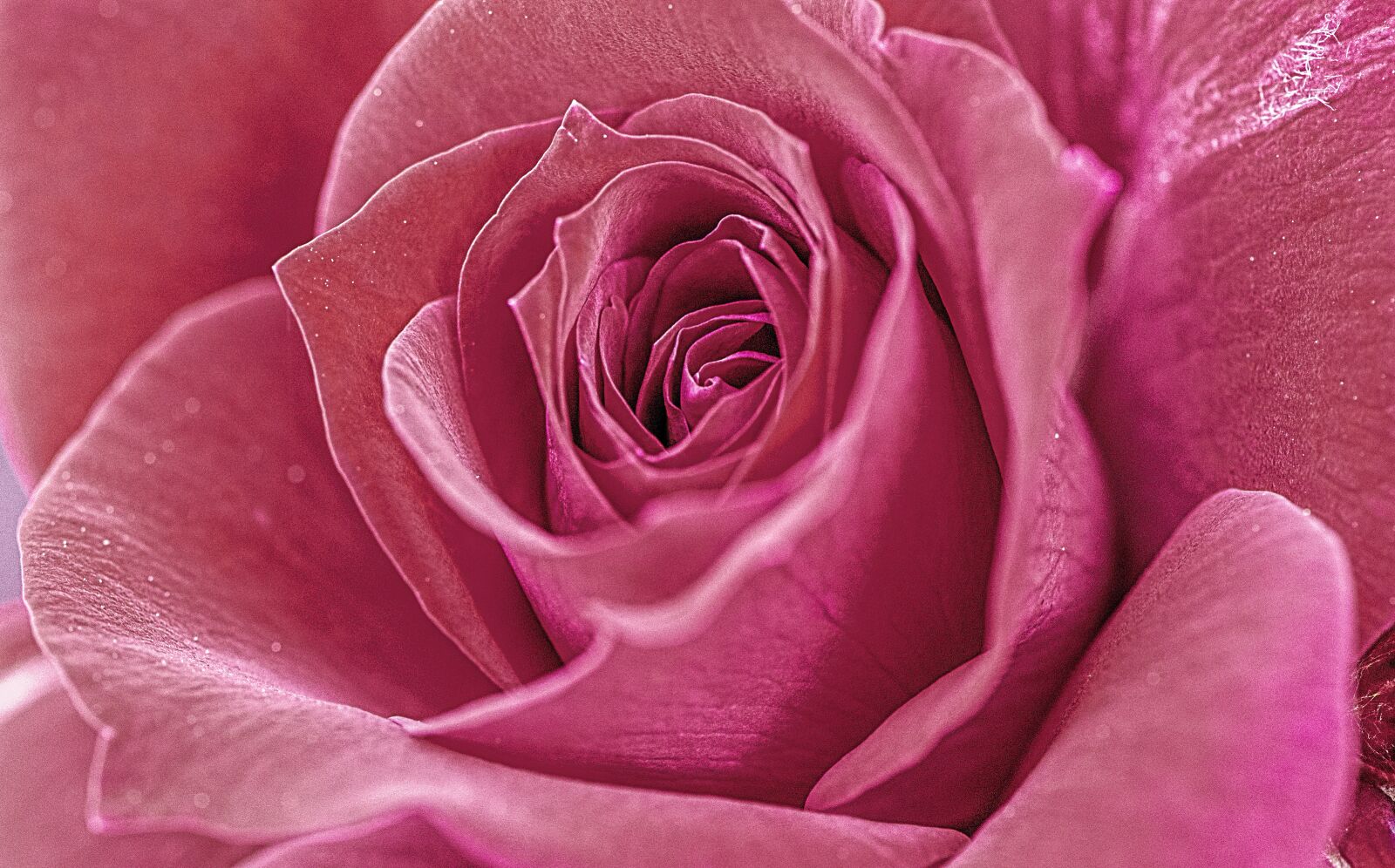 Nikon D610 sample photo. Rose, pink, flower photography