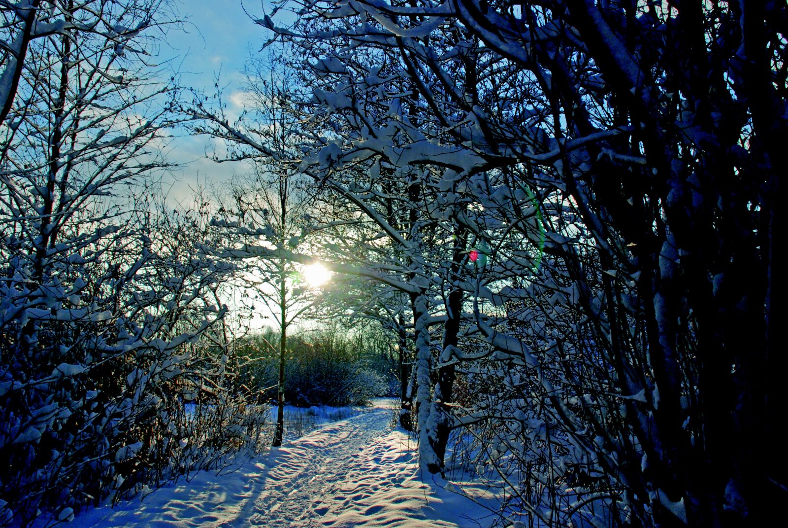 Nikon D80 sample photo. Snow, trees, winter photography