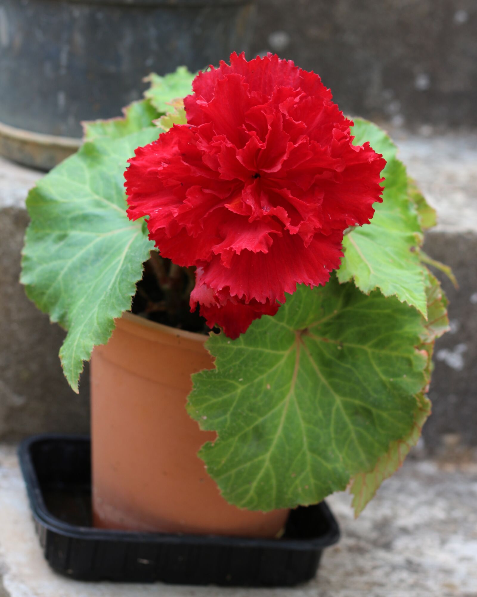 Canon EOS 700D (EOS Rebel T5i / EOS Kiss X7i) sample photo. Red flower, flowers, floral photography