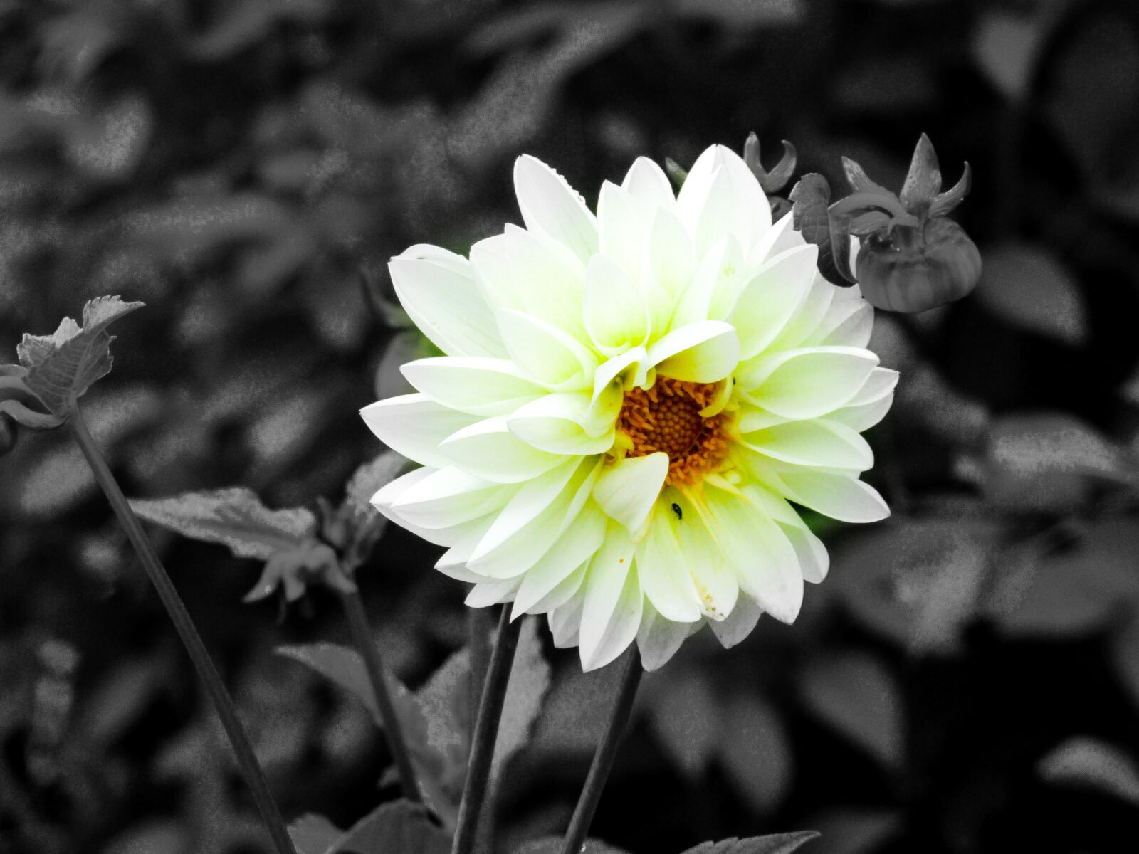 Canon PowerShot SX410 IS sample photo. Flower, white lotus, lotus photography
