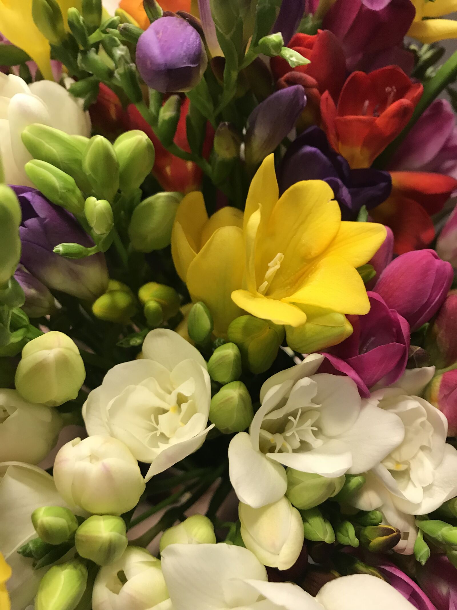 Apple iPhone 7 Plus sample photo. Freesias 2, flowers, nature photography