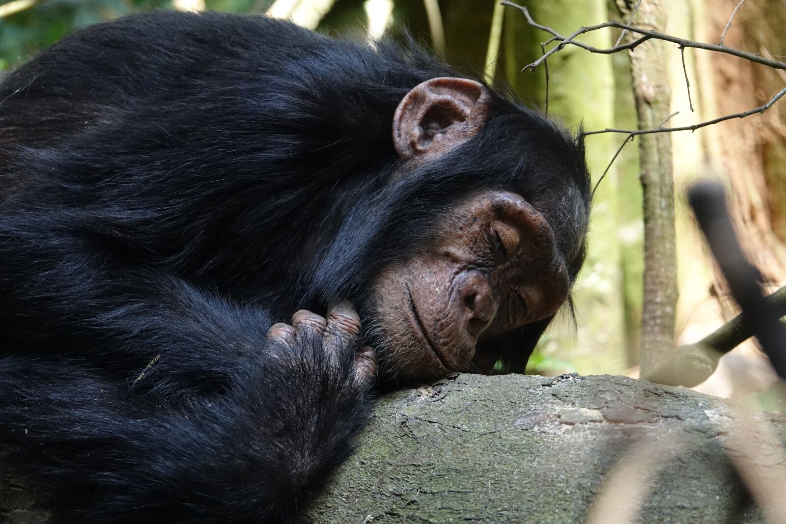 Sony Cyber-shot DSC-RX10 III sample photo. Mammal, primate, ape photography