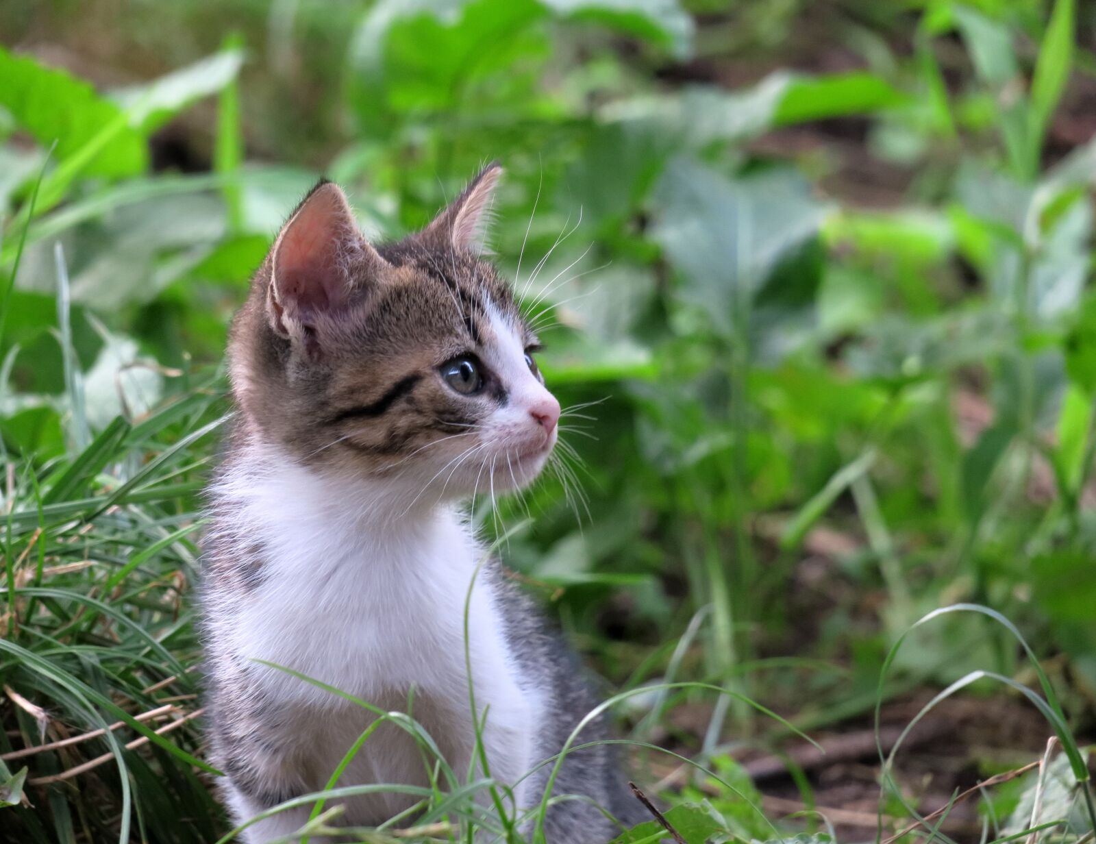 Canon PowerShot G3 X sample photo. Cat, pet, domestic cat photography