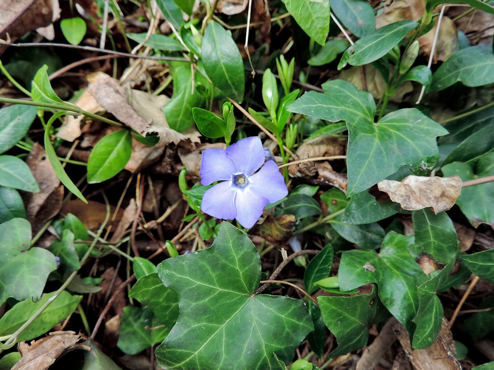 Nikon Coolpix P520 sample photo. Ivy, wildflower, herb, flower photography