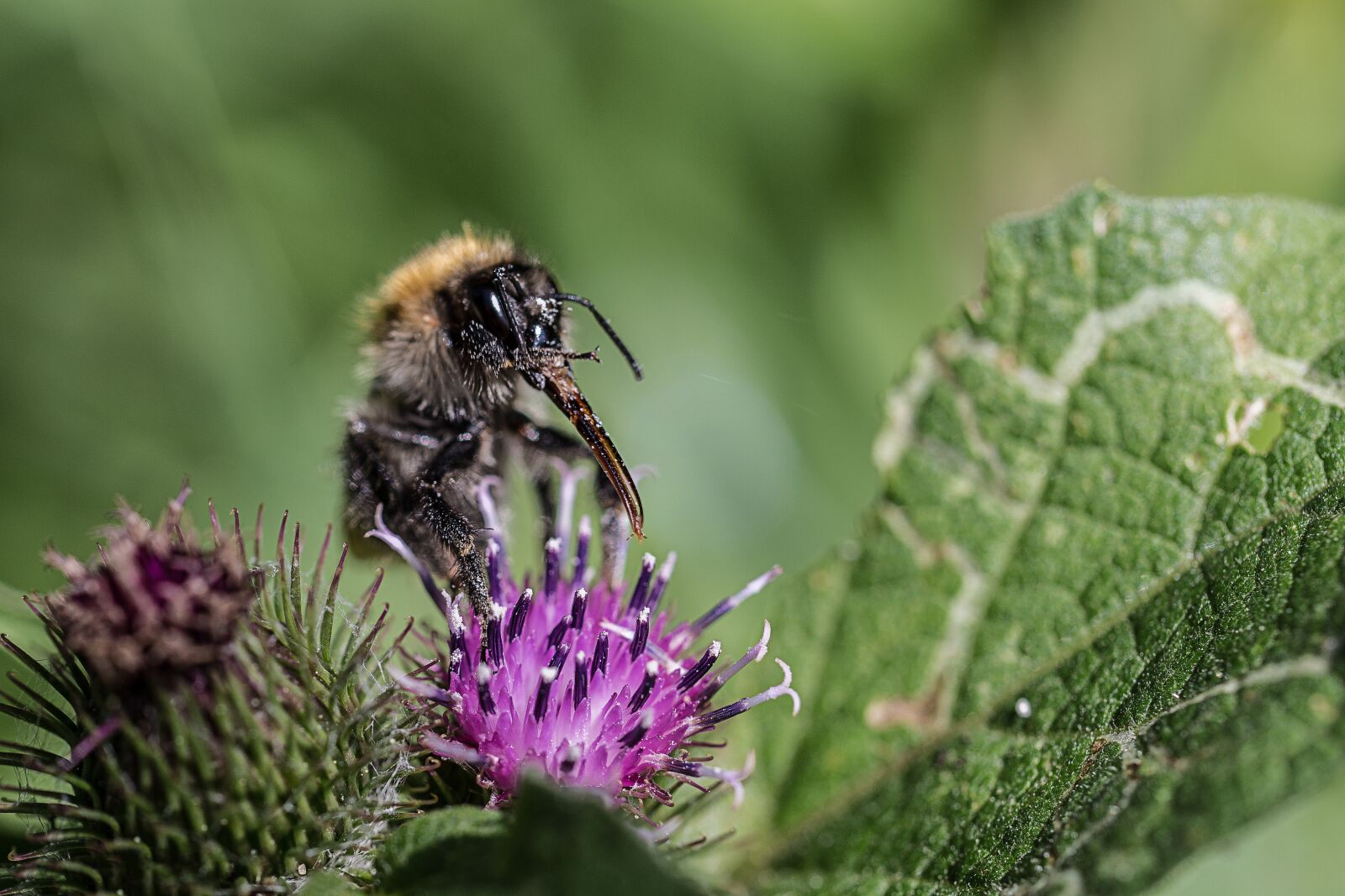 Canon EOS 6D sample photo. Nature, insect, plant photography