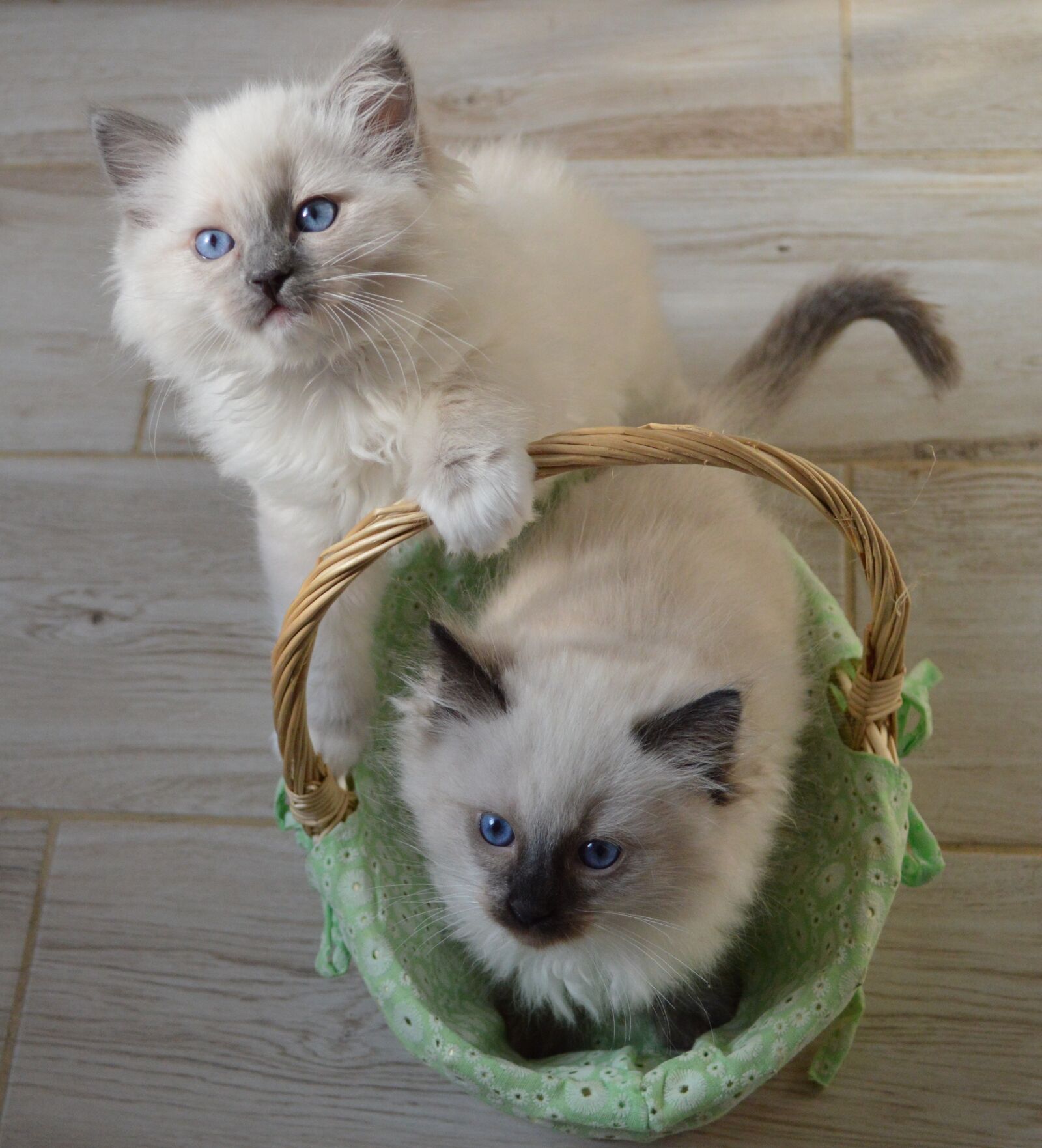 Nikon D3200 sample photo. Ester, easter cat, ragdoll photography