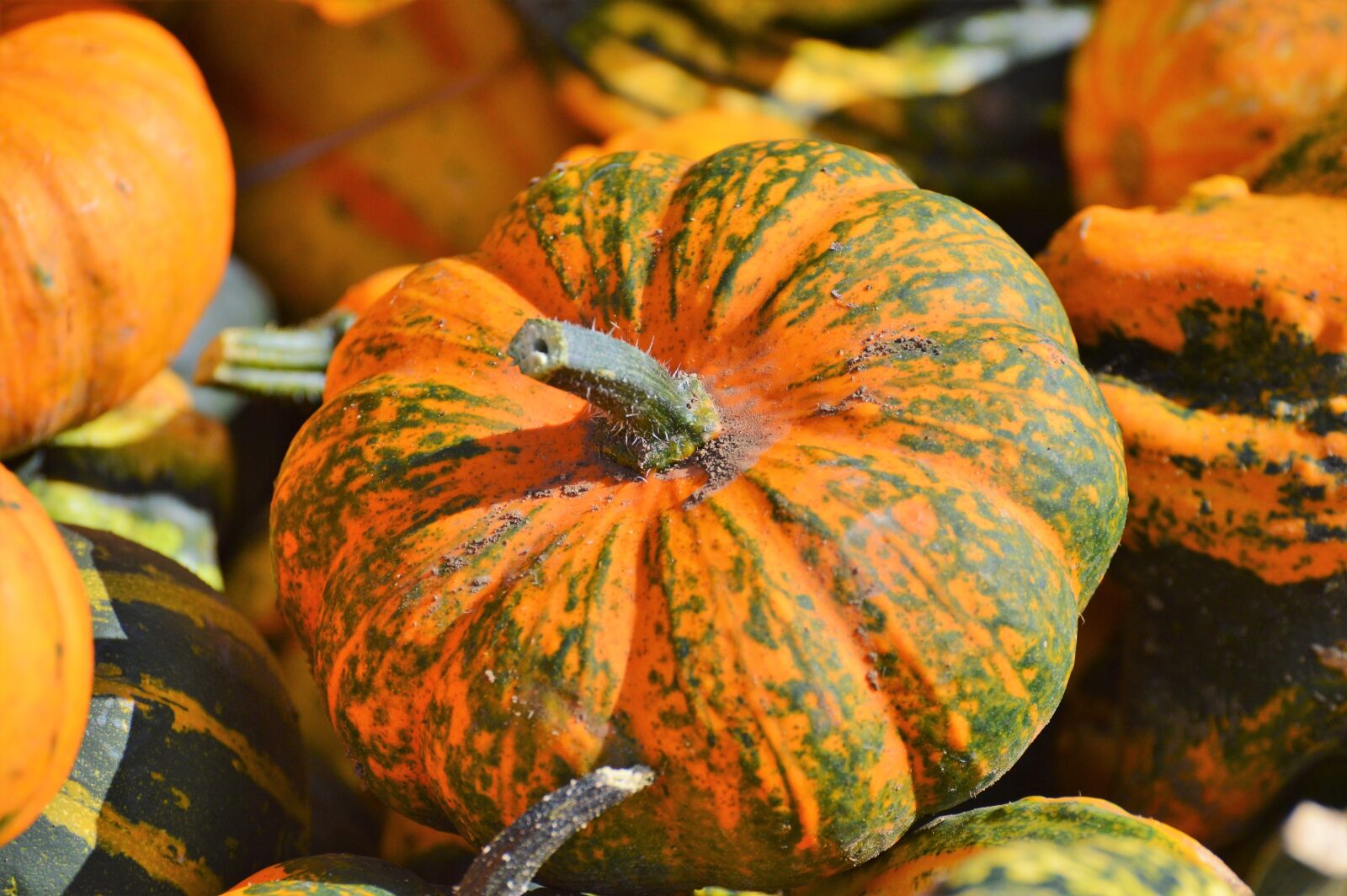 Nikon D3200 sample photo. Pumpkin, fruit, orange photography