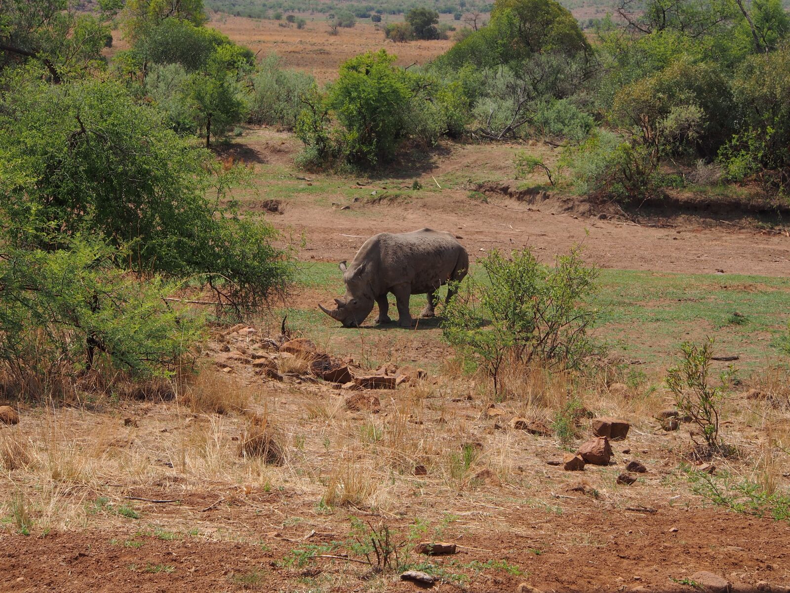 Olympus OM-D E-M5 sample photo. Rhino, south africa, pilanesberg photography