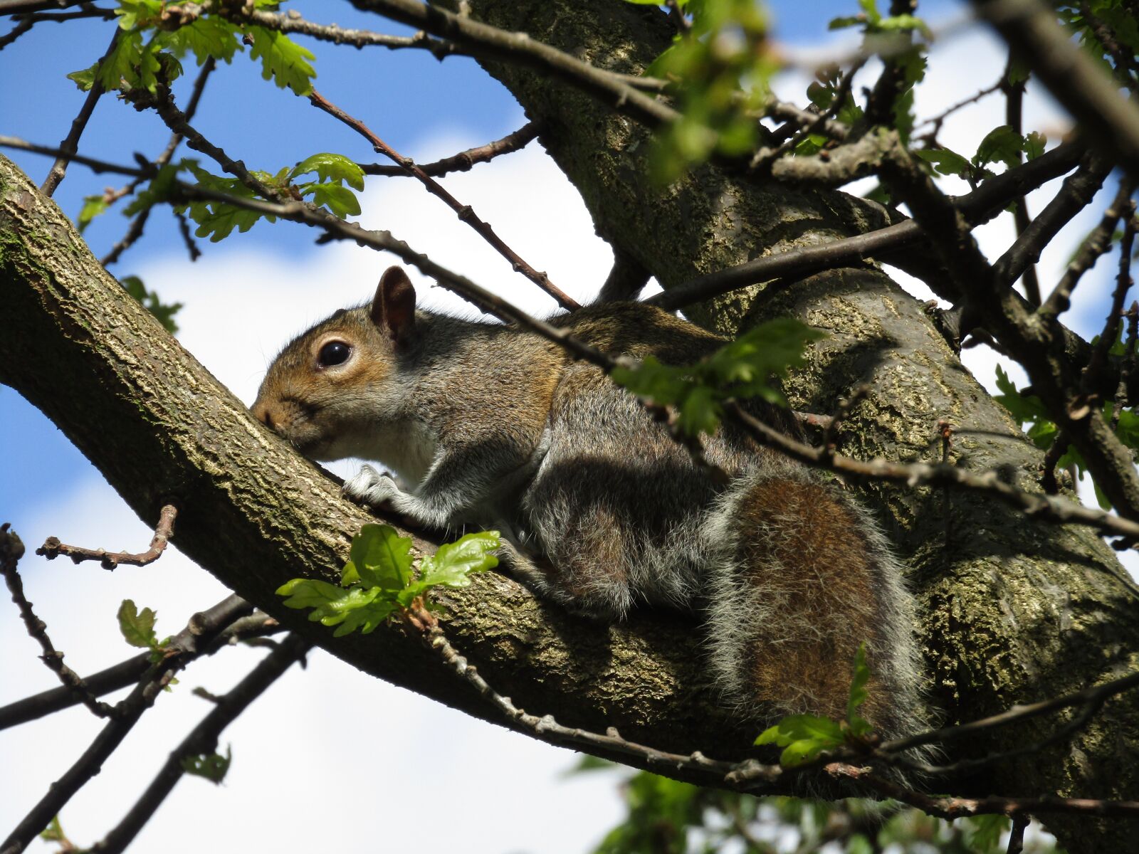 Canon PowerShot SX410 IS sample photo. Squirrel, nature, animal photography