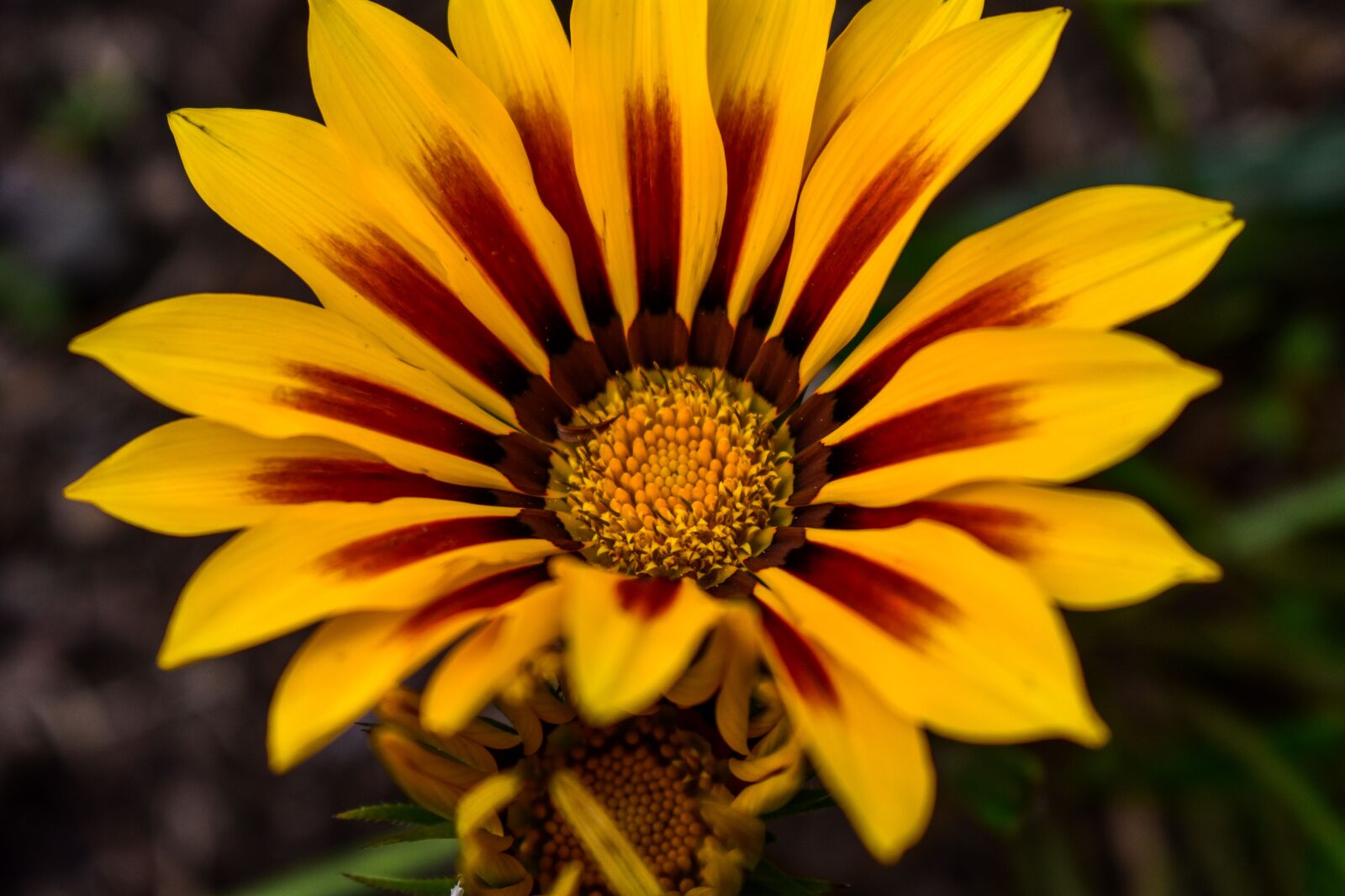 Nikon D3400 sample photo. Beautiful flower, spring, bello photography