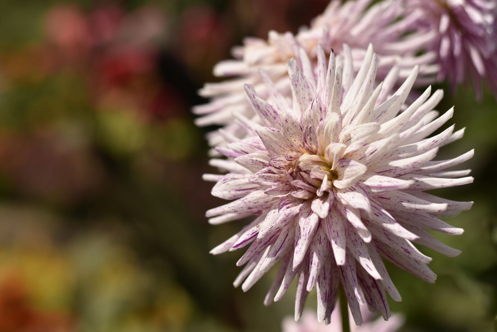Nikon D3500 sample photo. Lyon, dahlia, pink photography