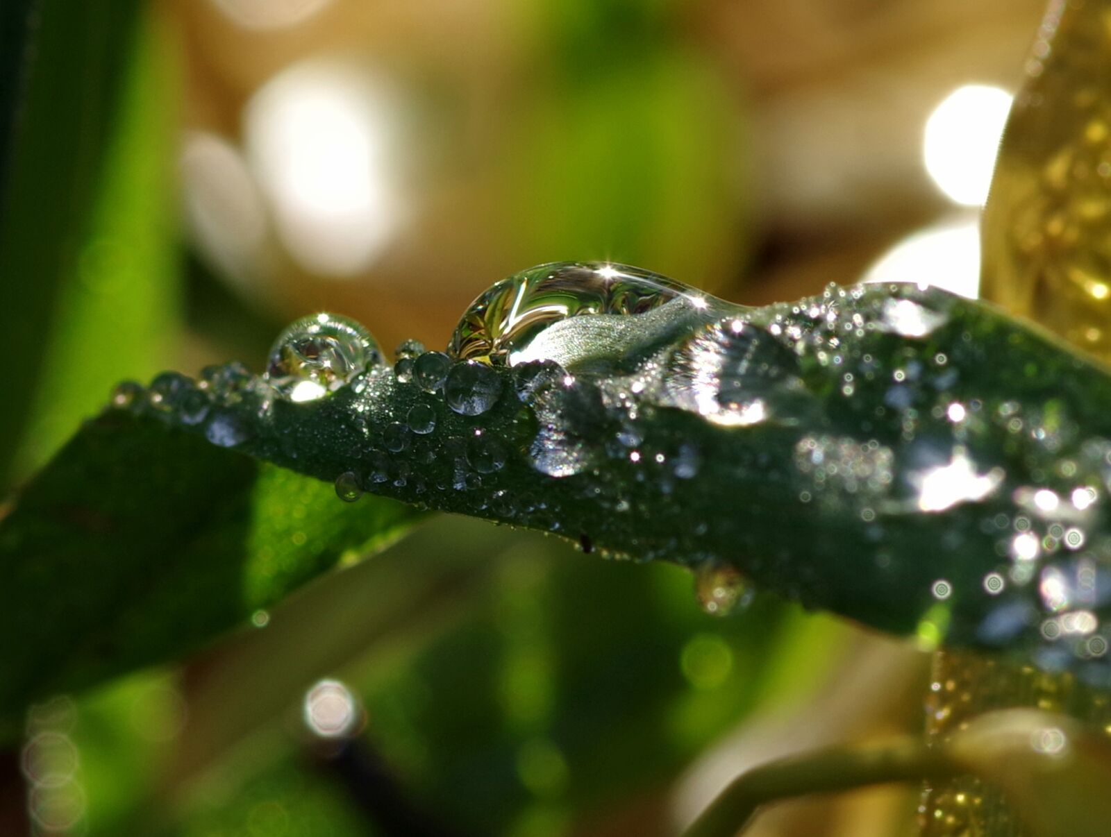 Pentax K-S2 sample photo. Rosa, drops, grass photography